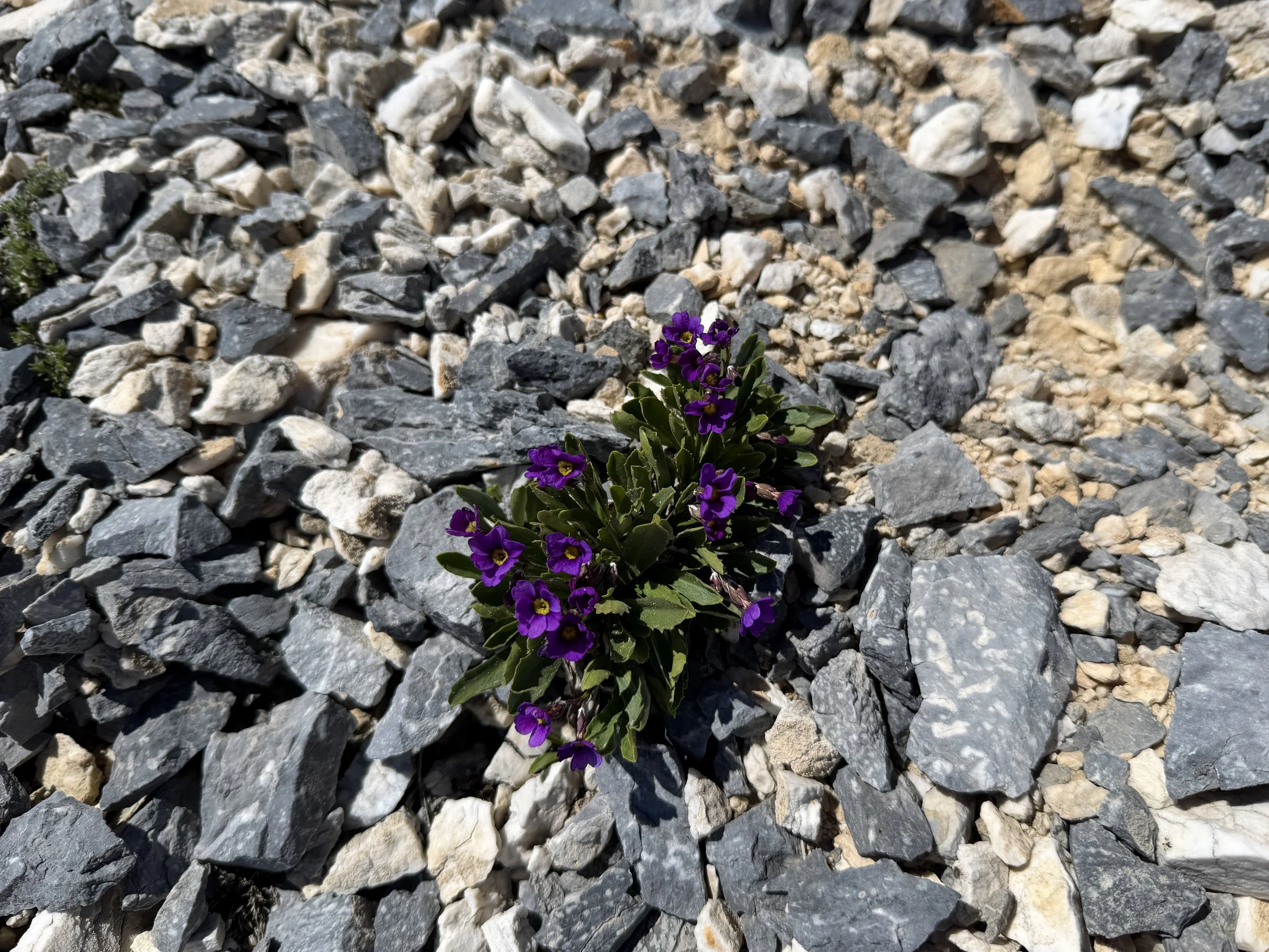 Nevada Primrose Primula cusickiana var. nevadensis