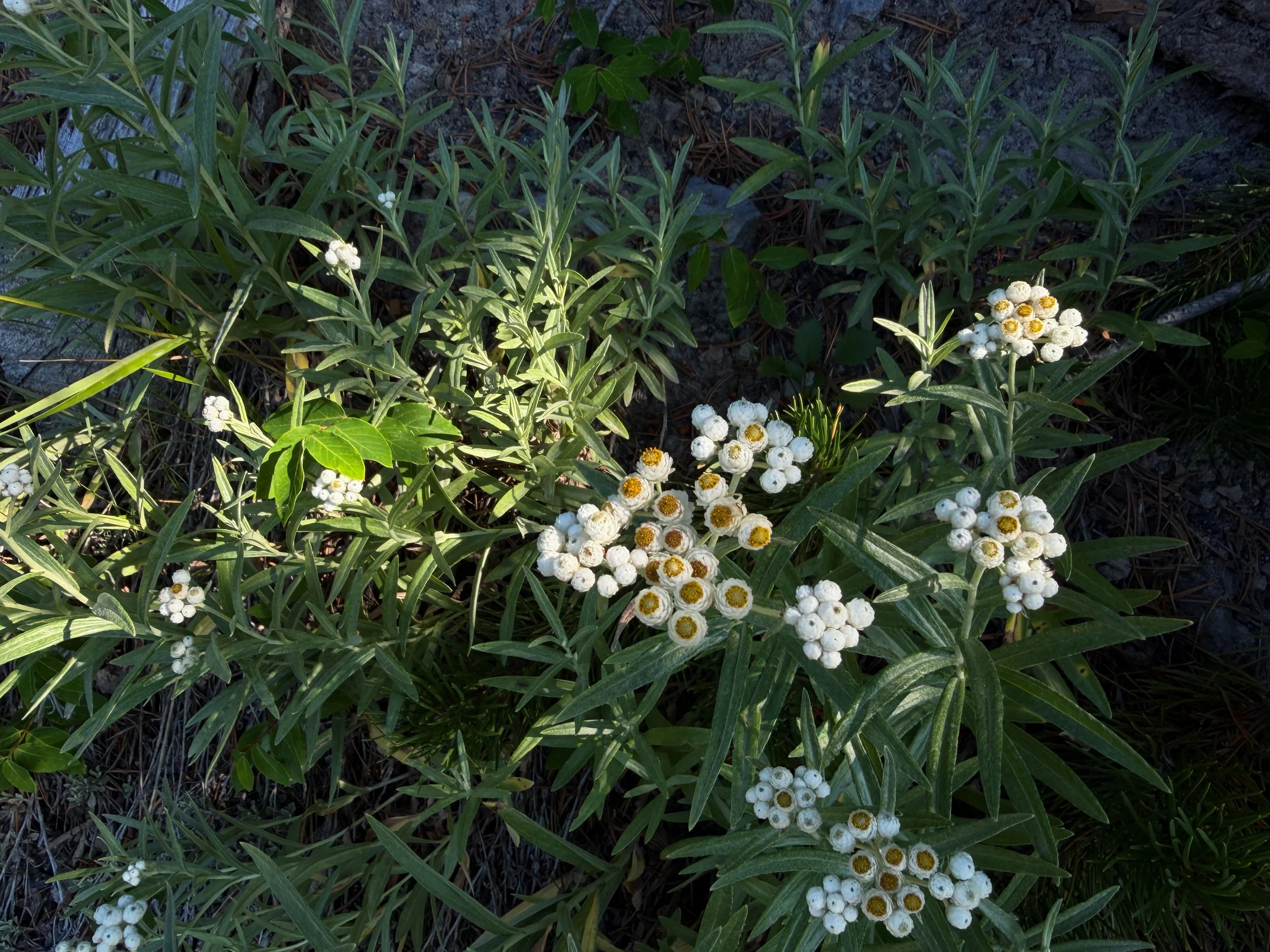 Pearly Everlasting Anaphalis margaritacea
