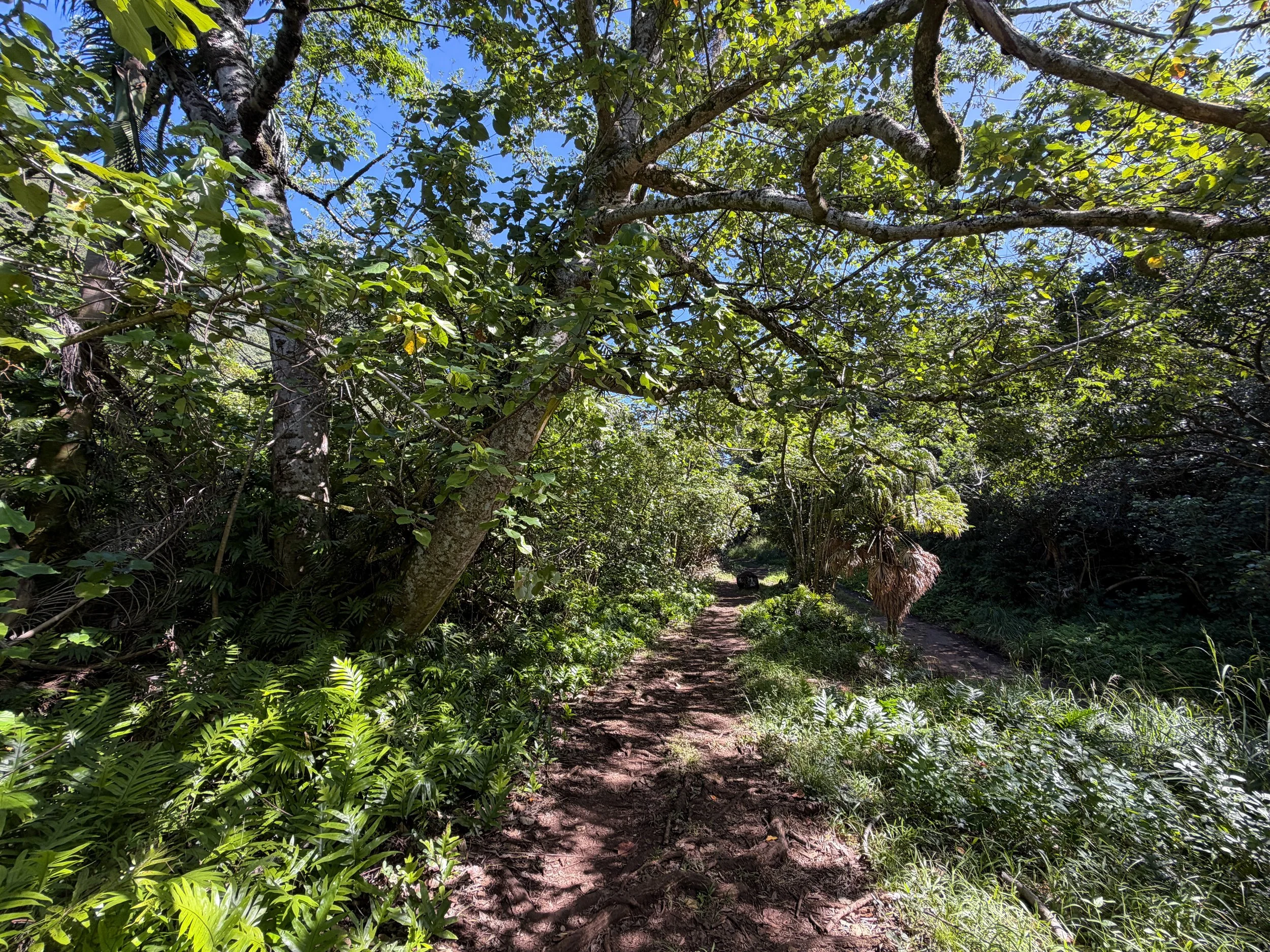 Tripler Ridge Trail via Kamananui Valley Road Oahu Hawaii