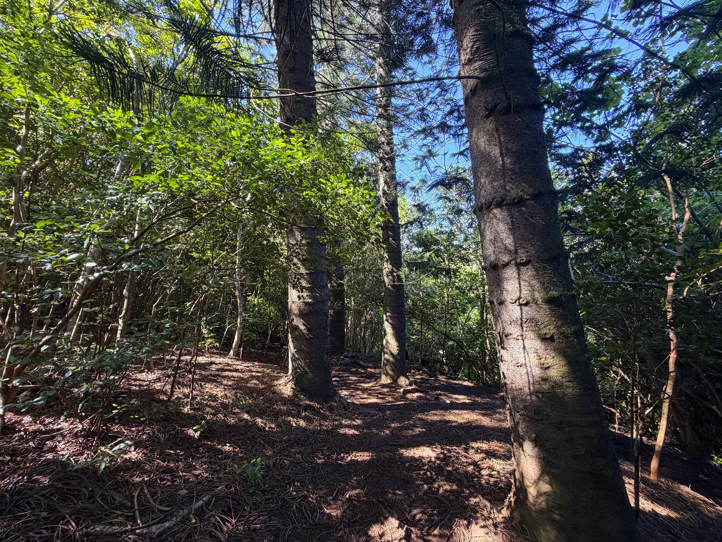 Judd Loop Trail Oahu Hawaii