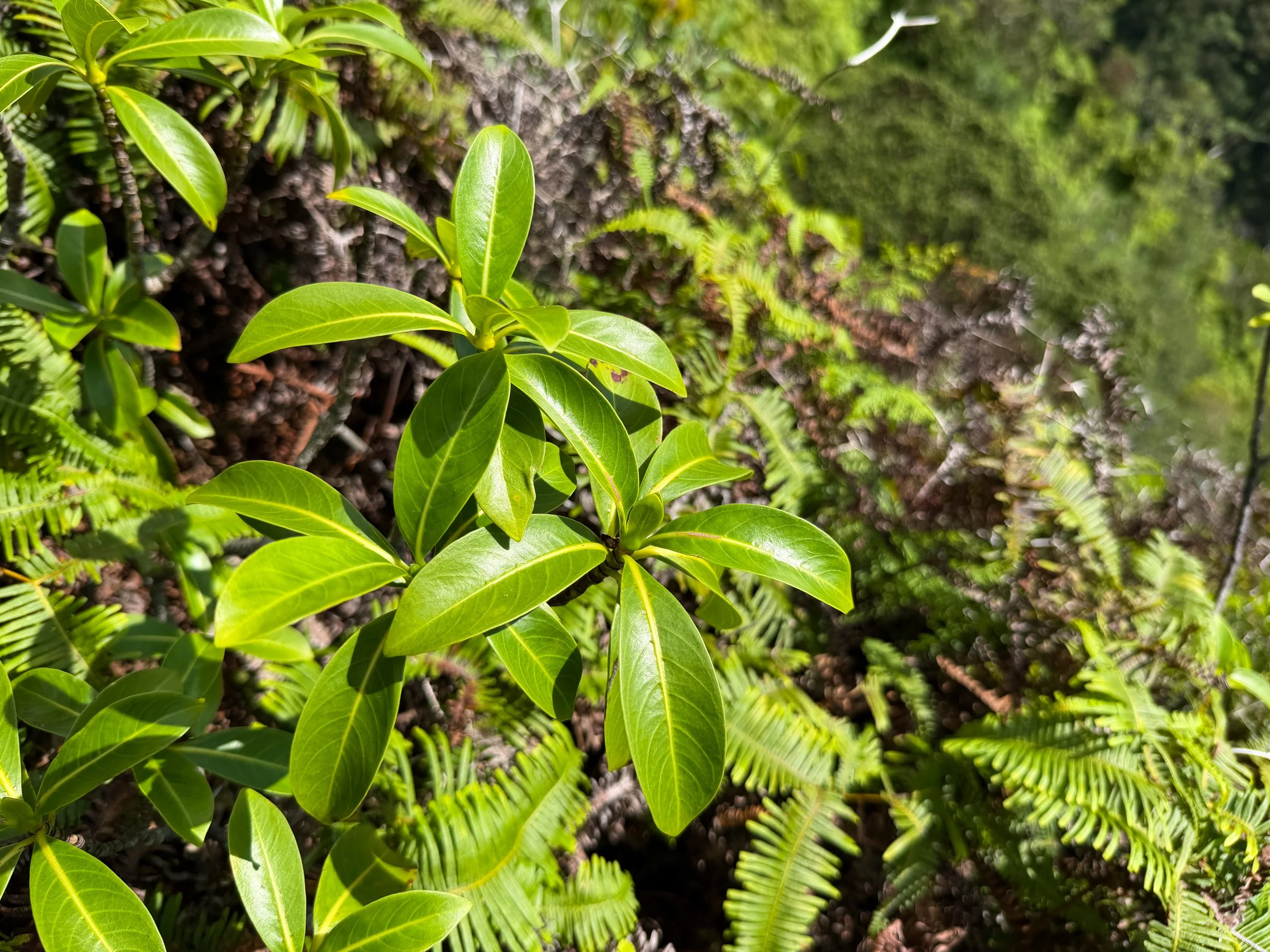 Kopiko Psychotria mariniana