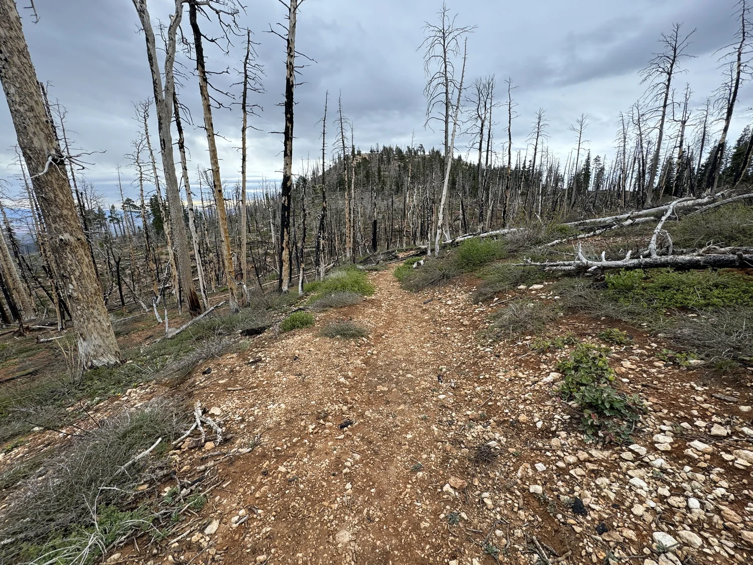 Hiking the Riggs Spring Loop Trail in Bryce Canyon National Park ...
