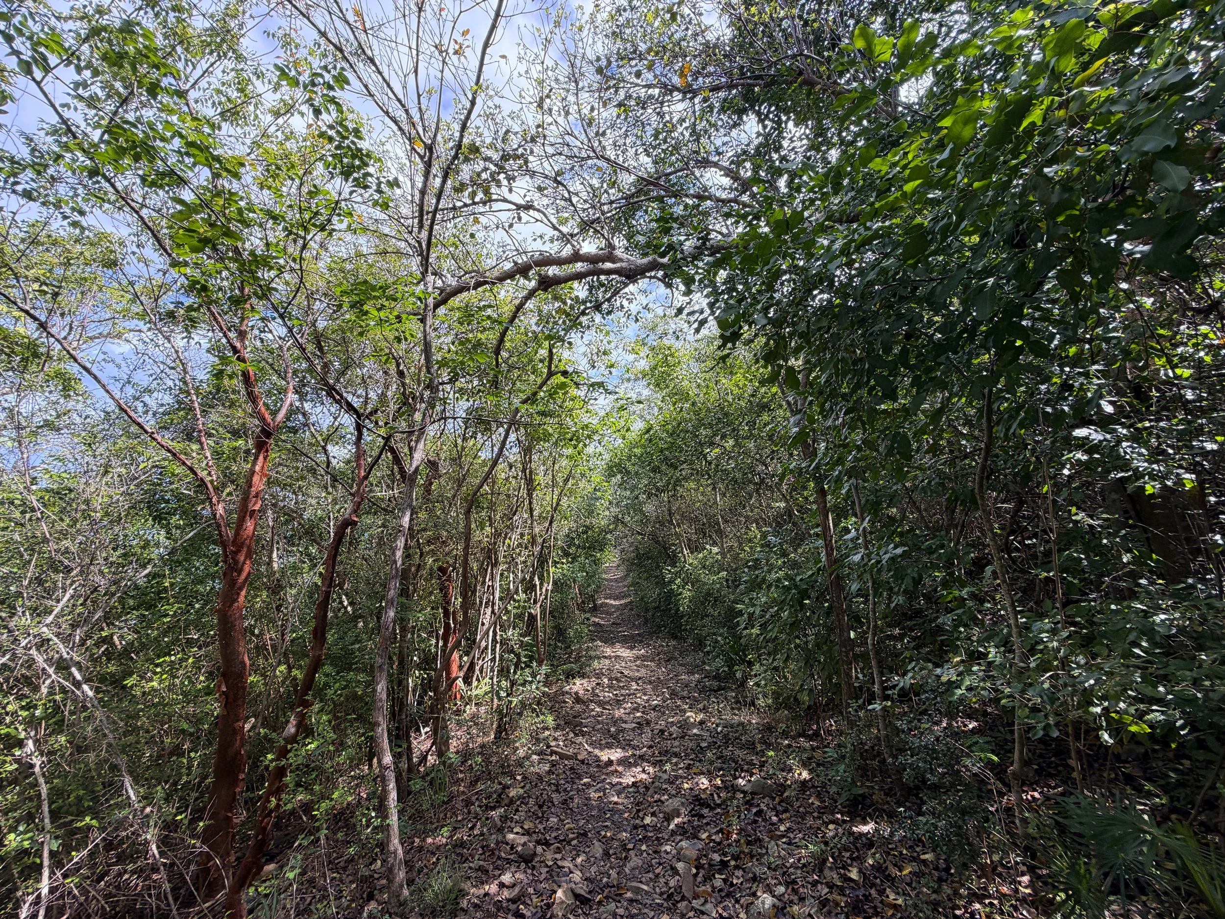 Lind Point Spur Trail Virgin Islands National Park