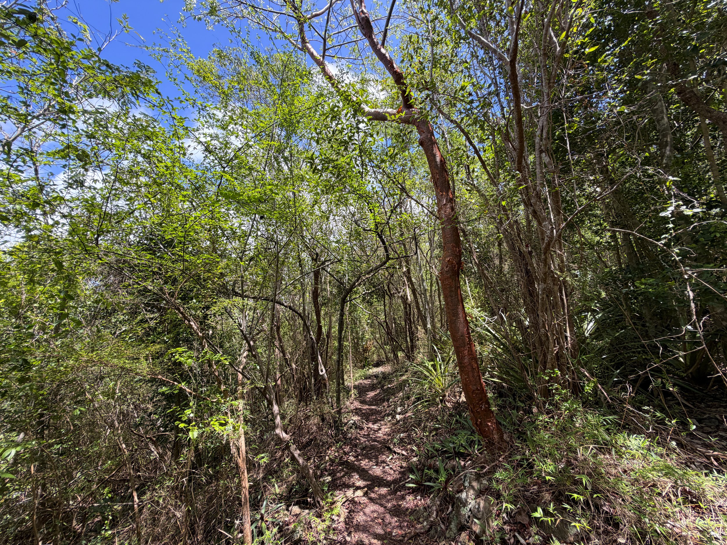 Caneel Hill Hike Virgin Islands National Park