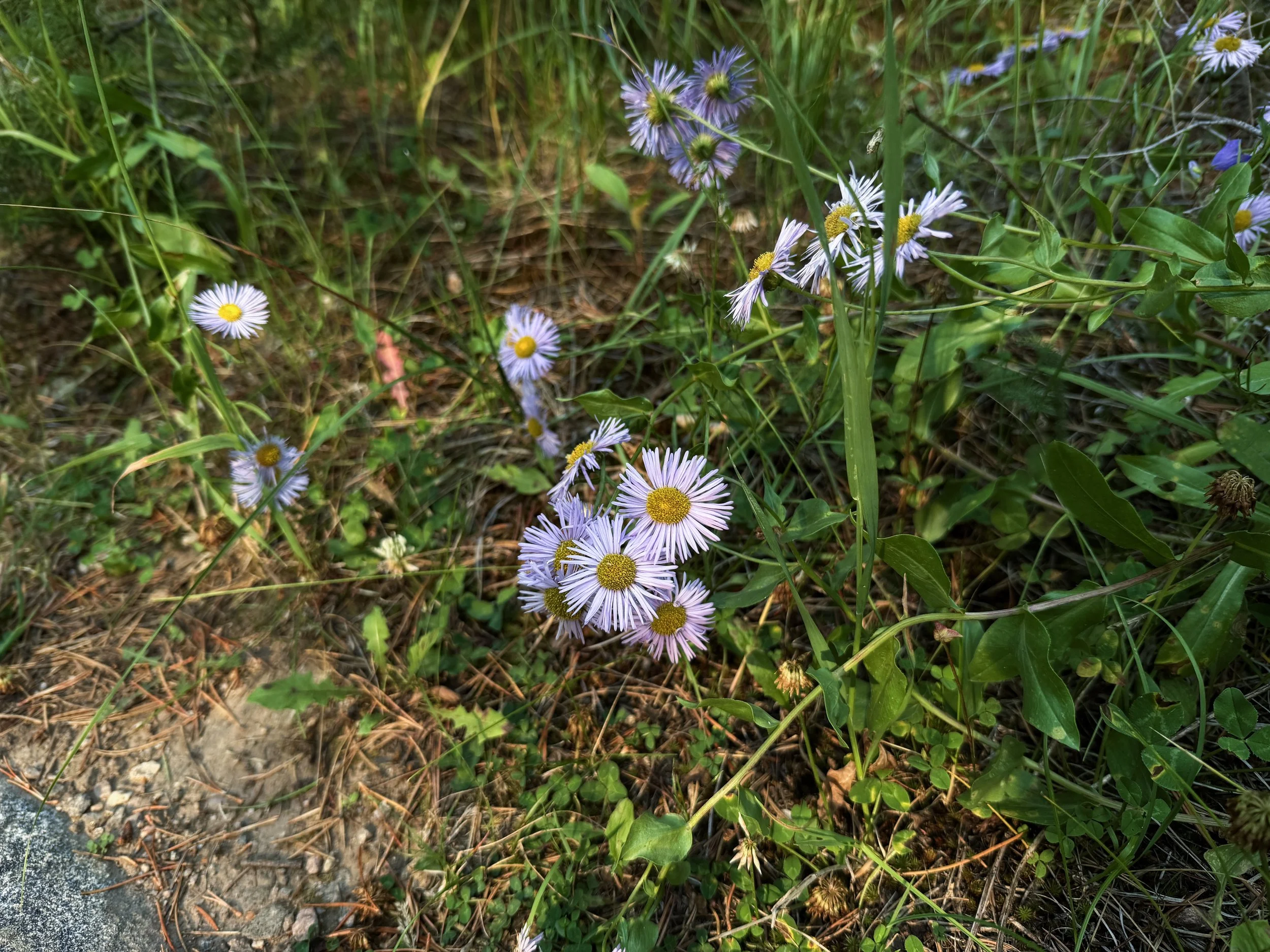 Showy Fleabane Erigeron speciosus