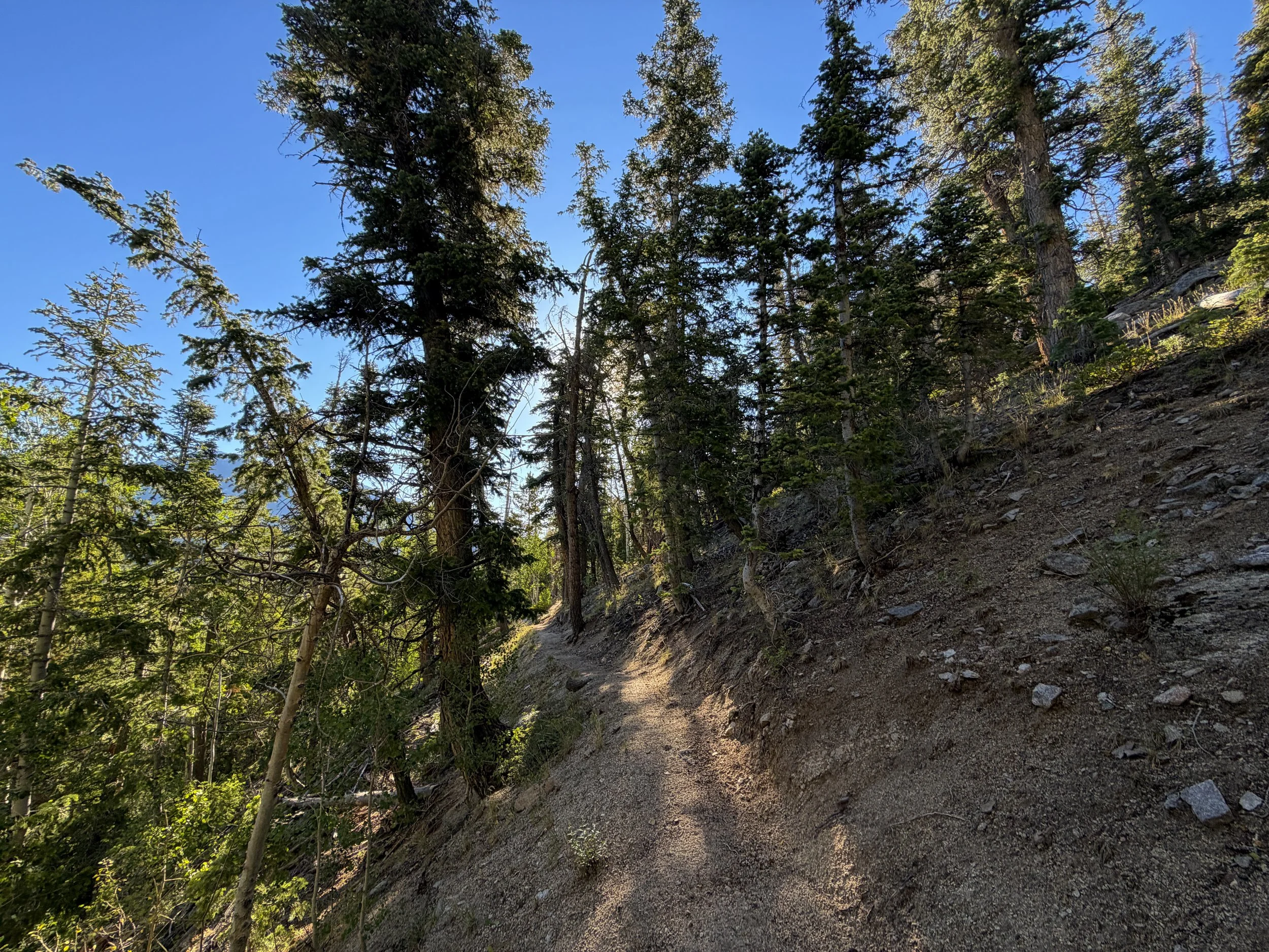 Snake Divide Trail Great Basin National Park Nevada
