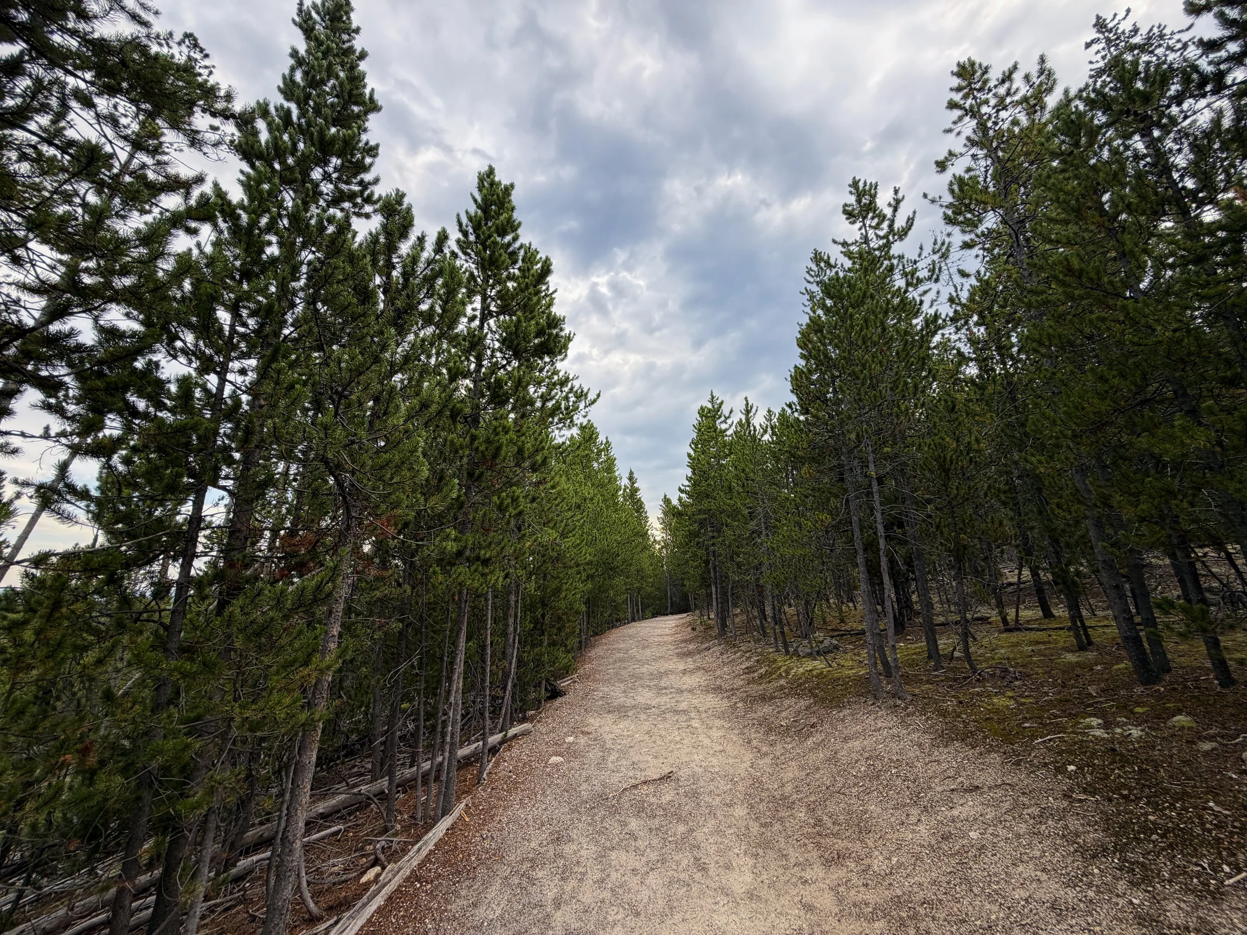 Norris Geyser Basin Trail Yellowstone National Park Wyoming