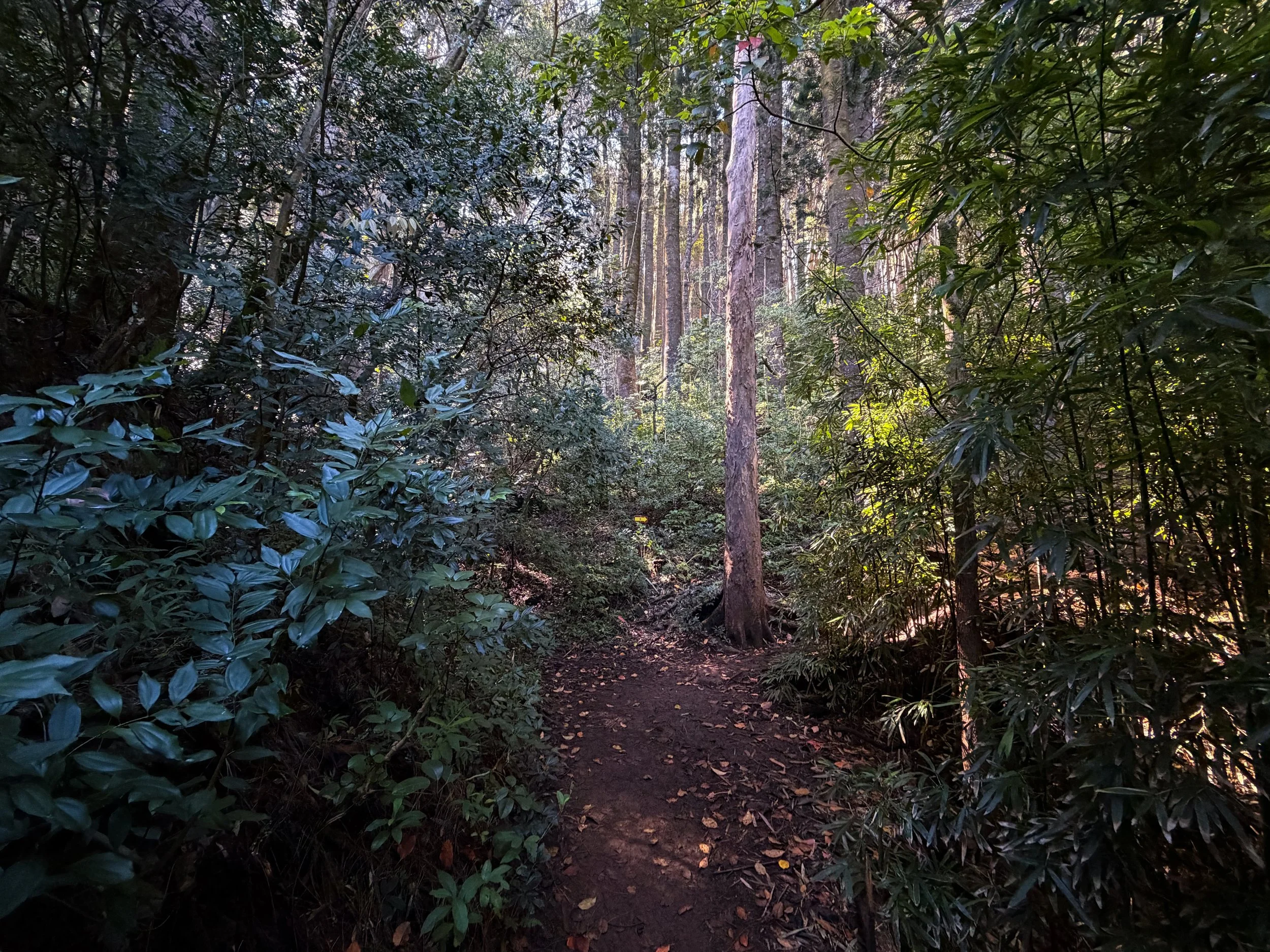 Nuuanu Trail Oahu Hawaii