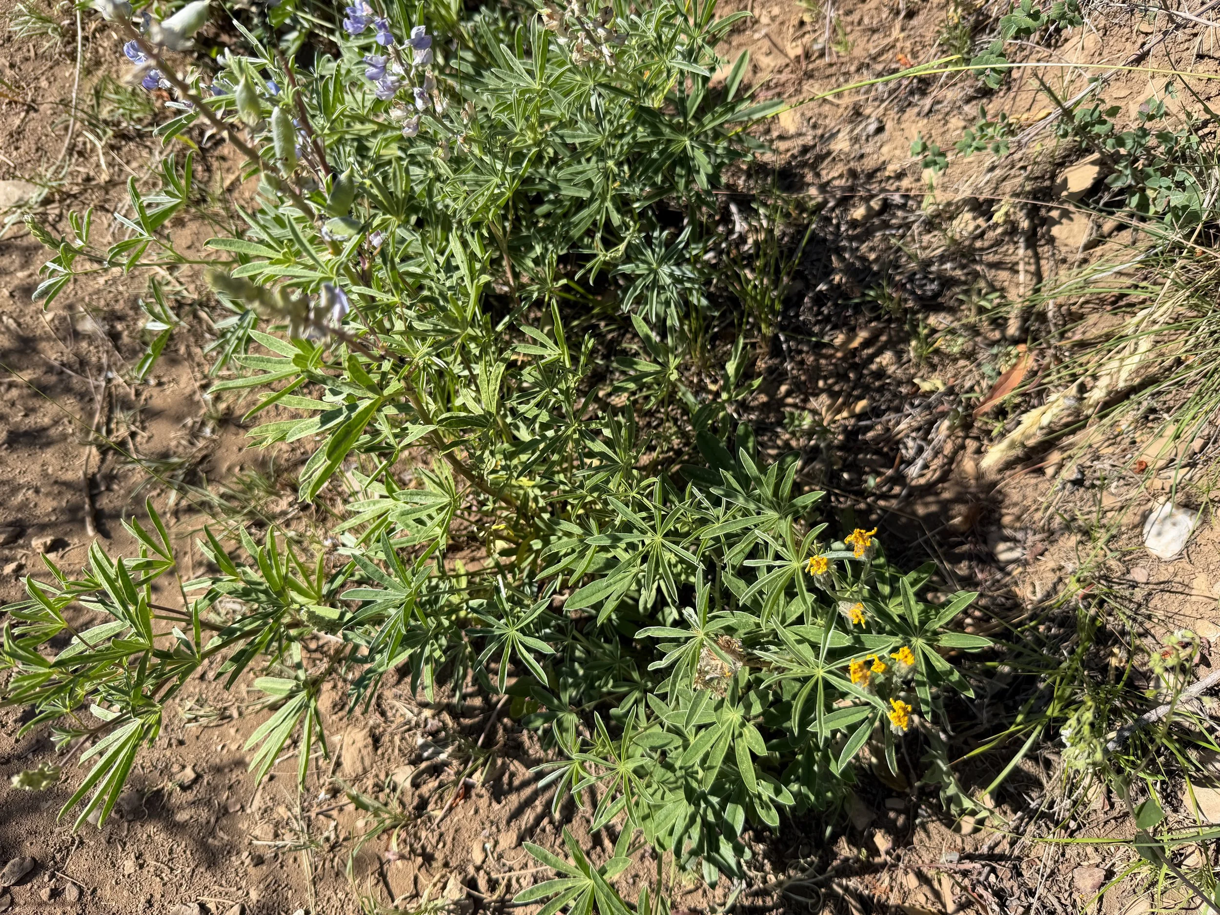 Nevada Lupine Lupinus nevadensis
