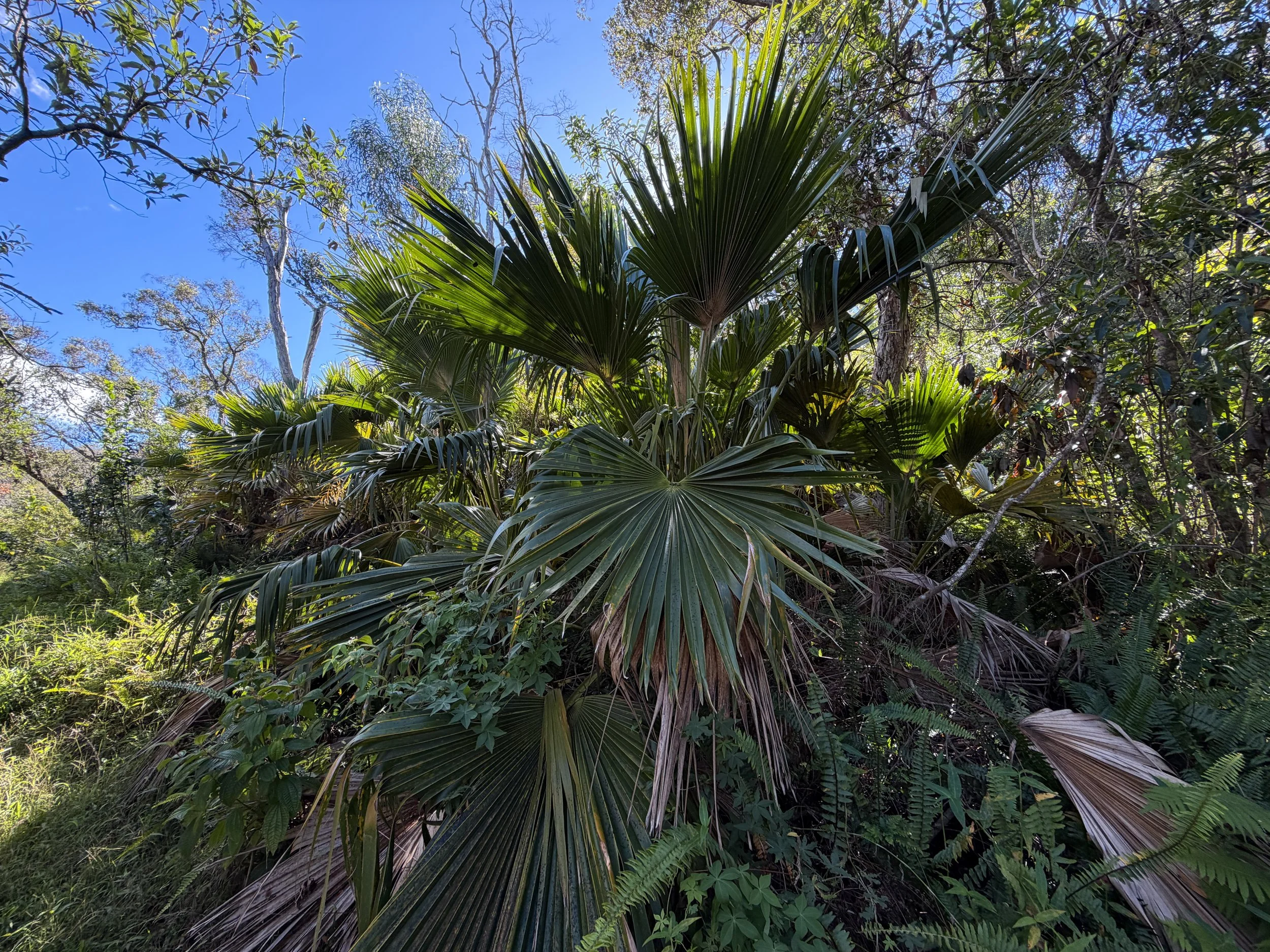 Loulu Pritchardia kaalae