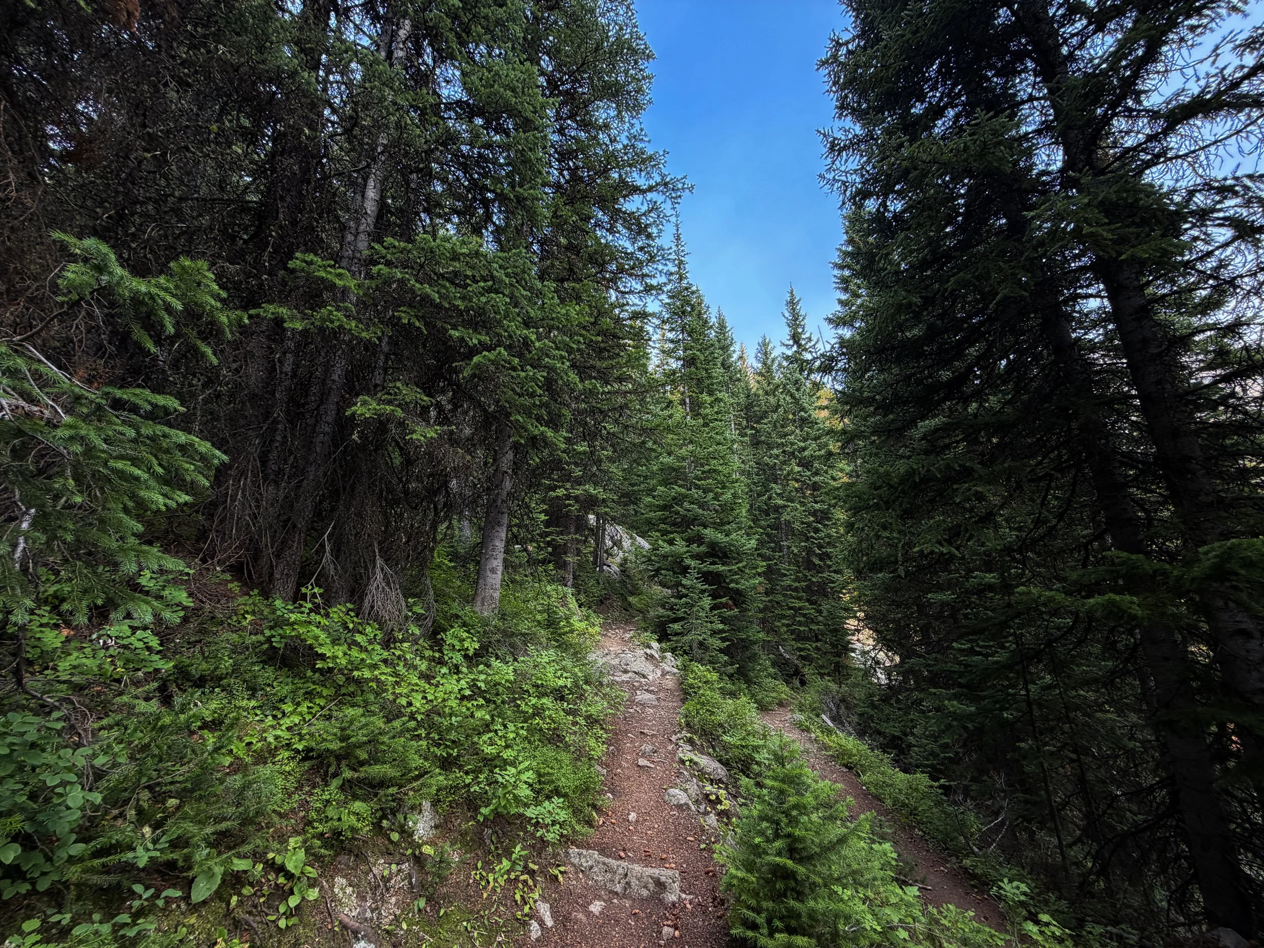 East Rosebud Trail Beaten Path Beartooth Mountains Montana