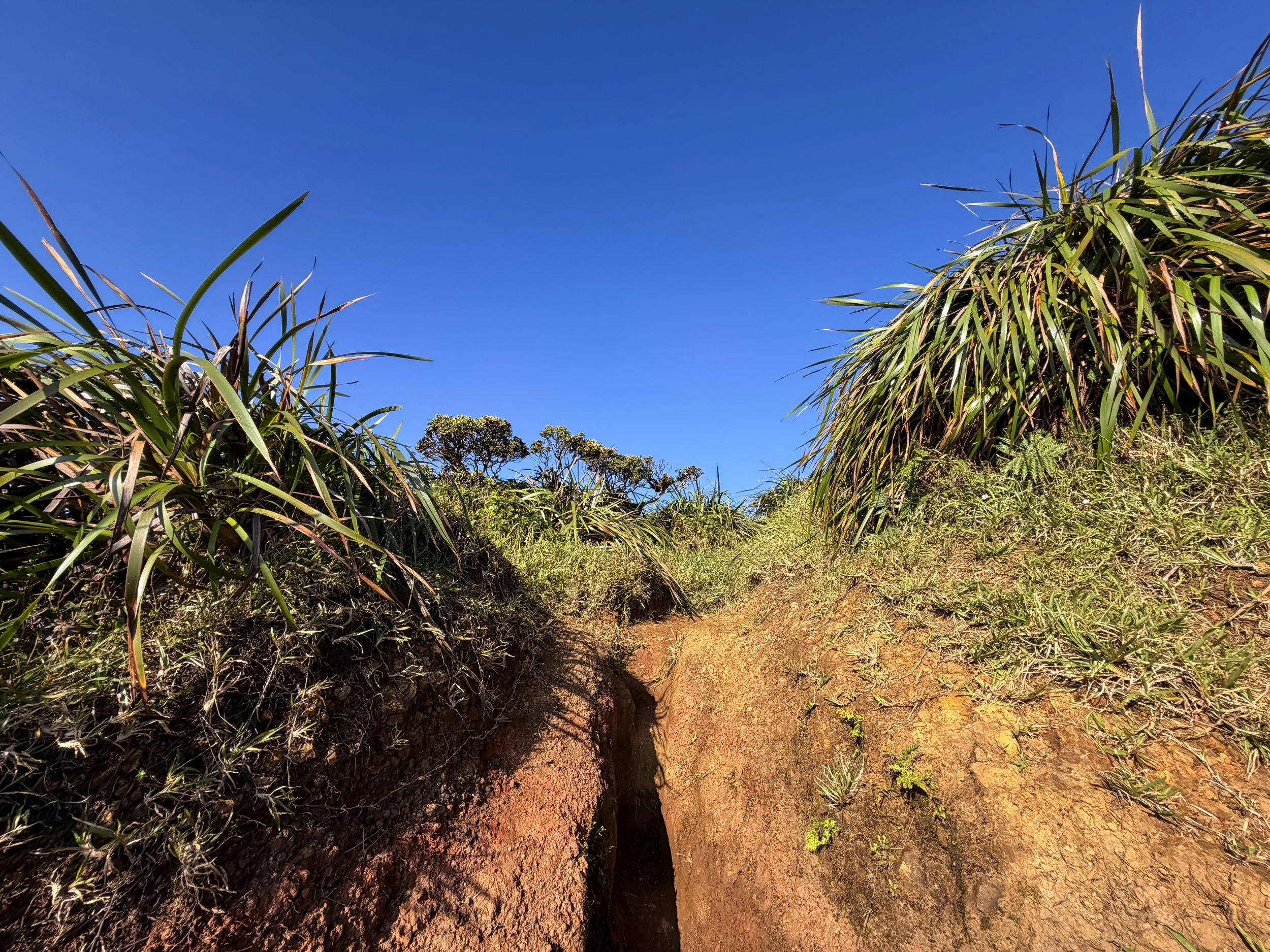 Moanalua Middle Ridge Trail to Stairway to Heaven Ropes Oahu Hawaii