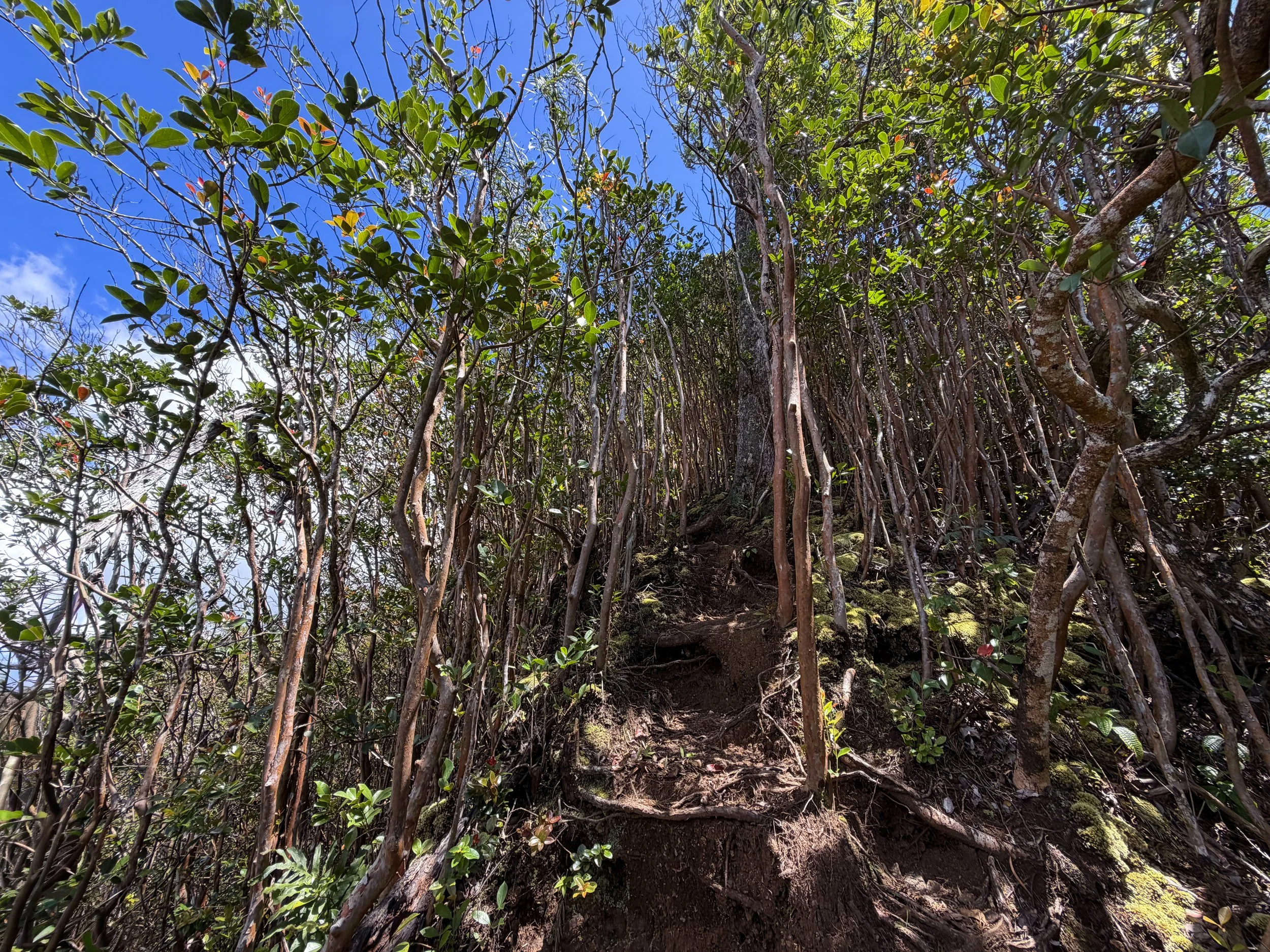 Moanalua Valley to Tripler Ridge Trail Oahu Hawaii