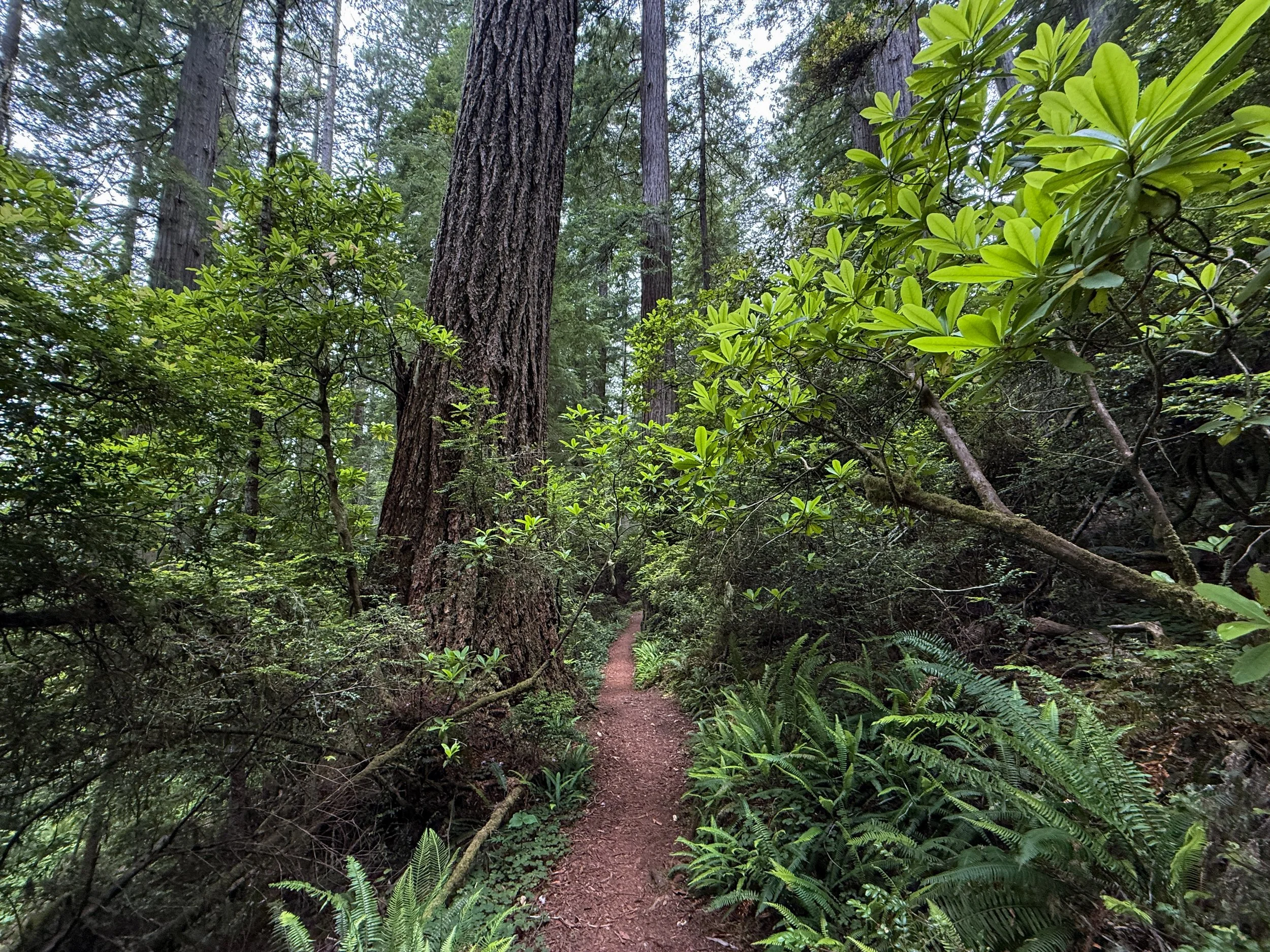 Damnation Creek Trail Del Norte Coast Redwoods State Park California