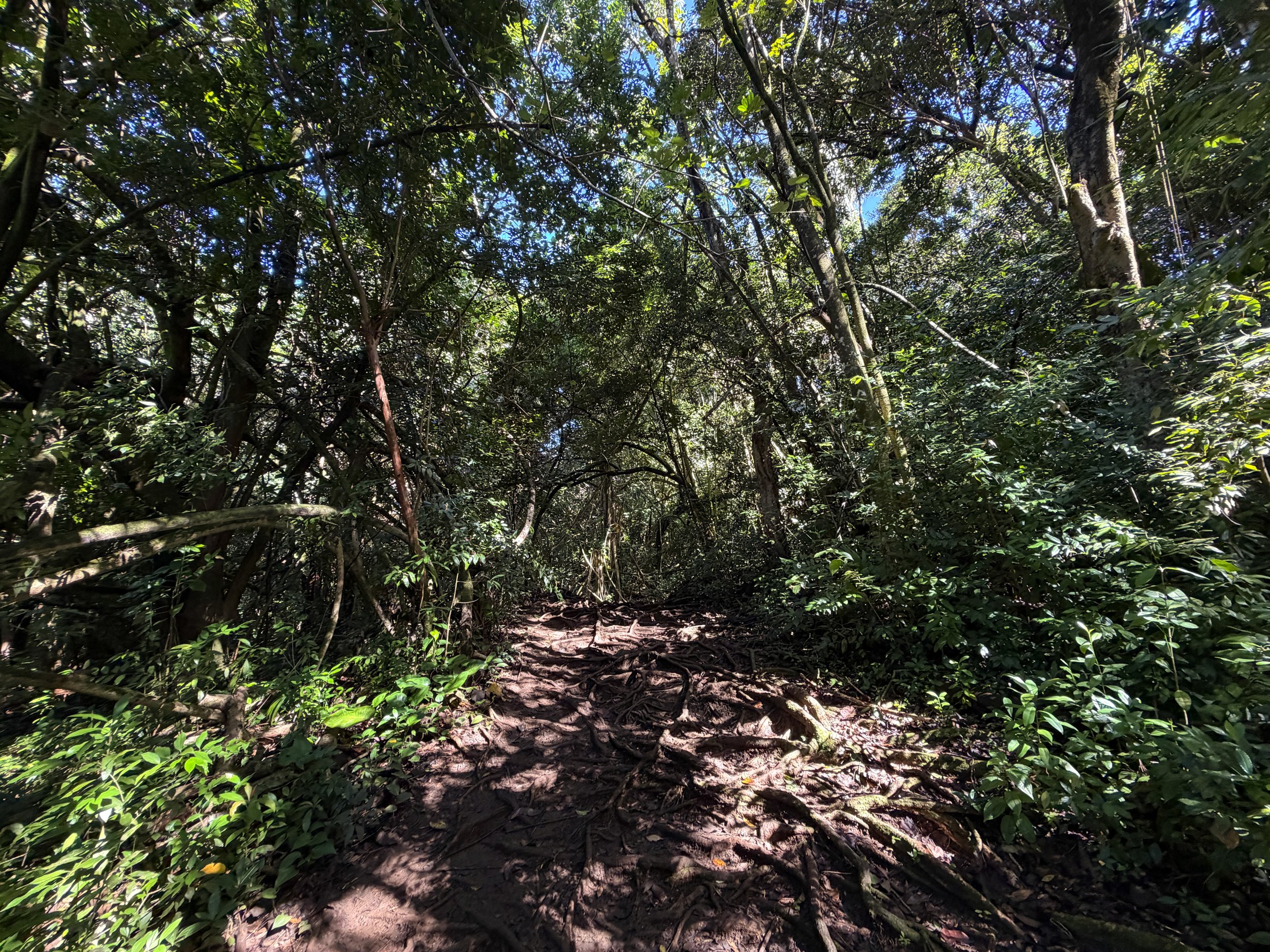 Judd Loop Trail Oahu Hawaii
