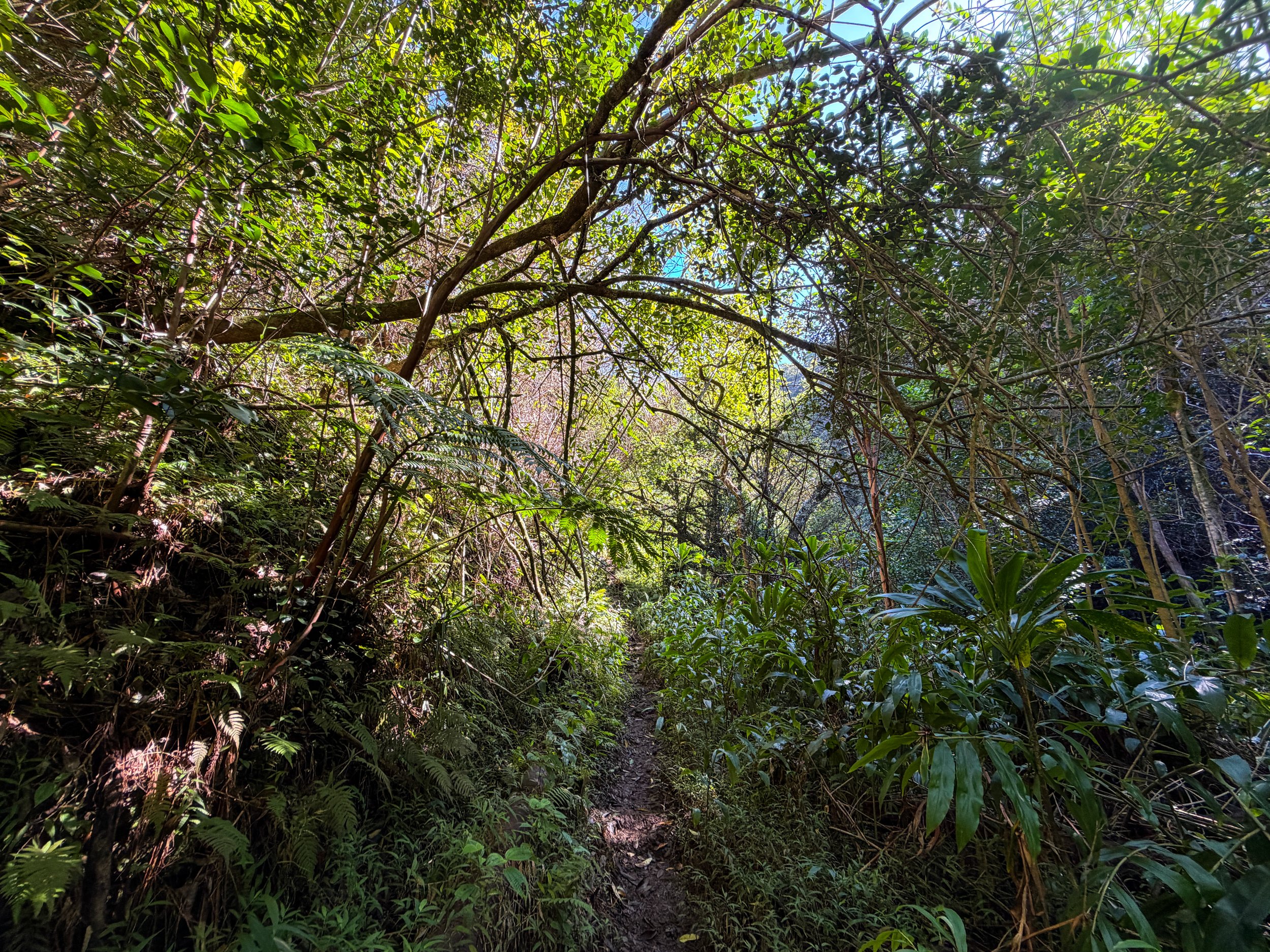 Kaau Crater Hike Oahu Hawaii