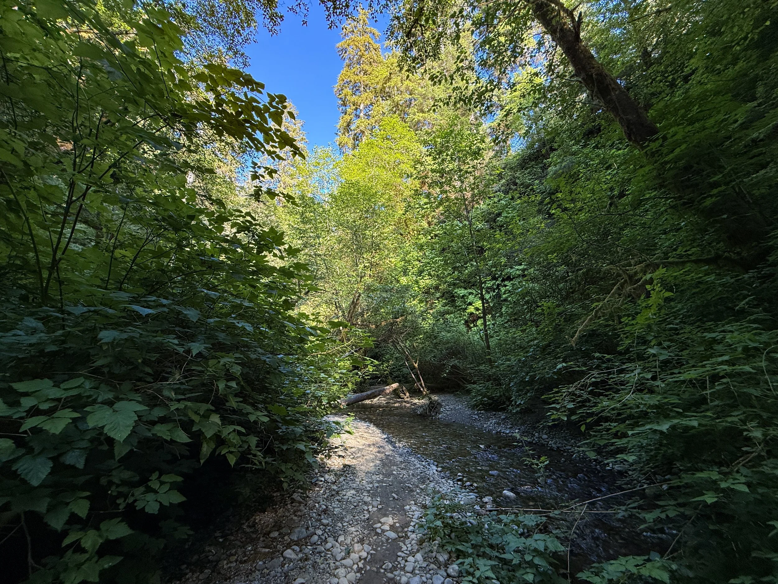 Fern Canyon Trail Prairie Creek Redwoods State Park California