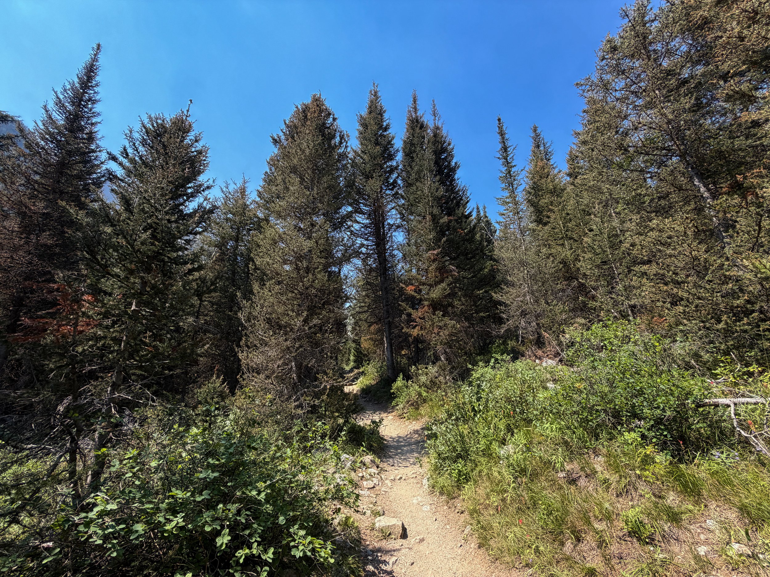 Cascade Canyon Hike Grand Teton National Park Wyoming