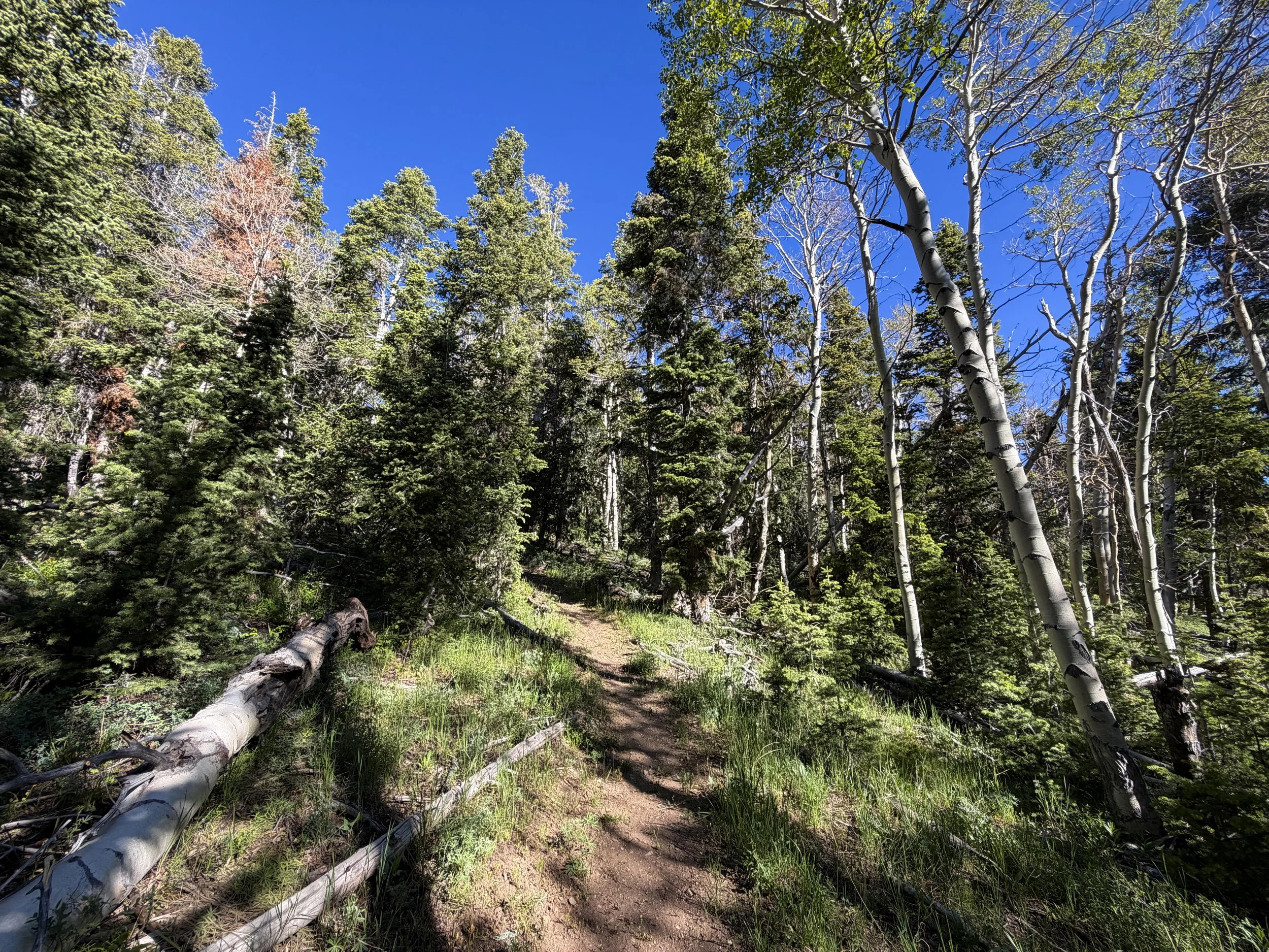 Upper Strawberry Trail Great Basin National Park Nevada