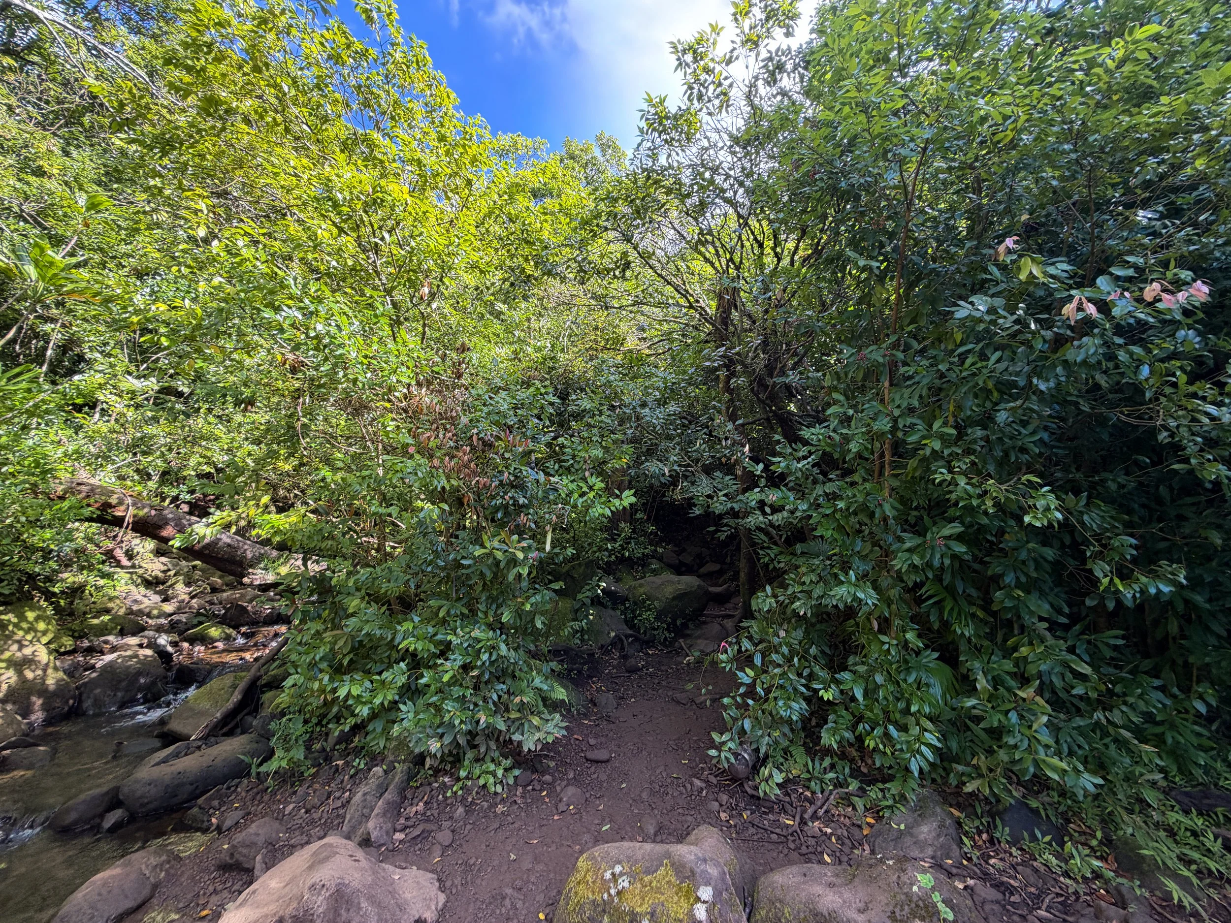 Lulumahu Falls Trail Oahu Hawaii