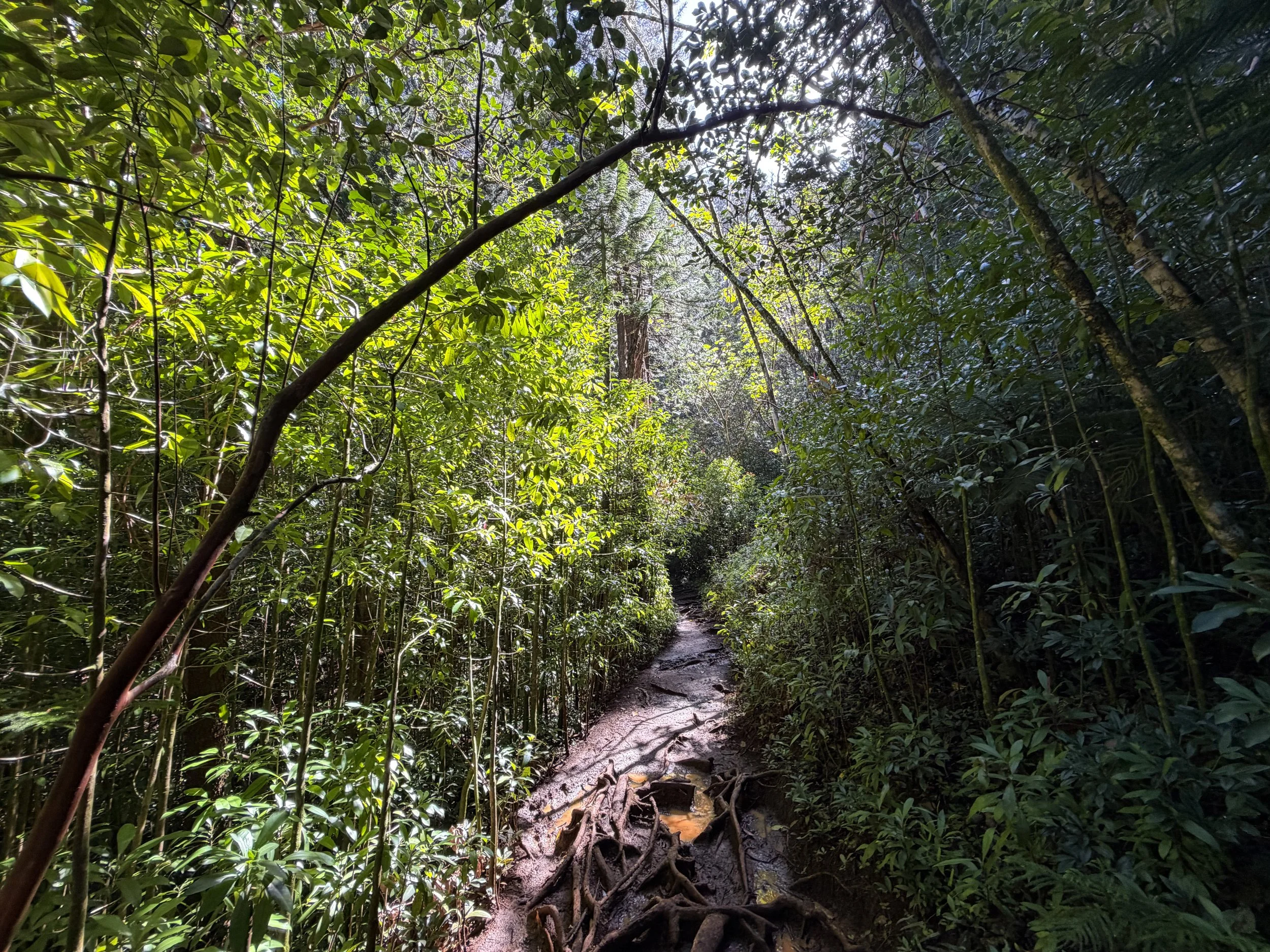 Judd Trail to Jackass Ginger Pool Oahu Hawaii