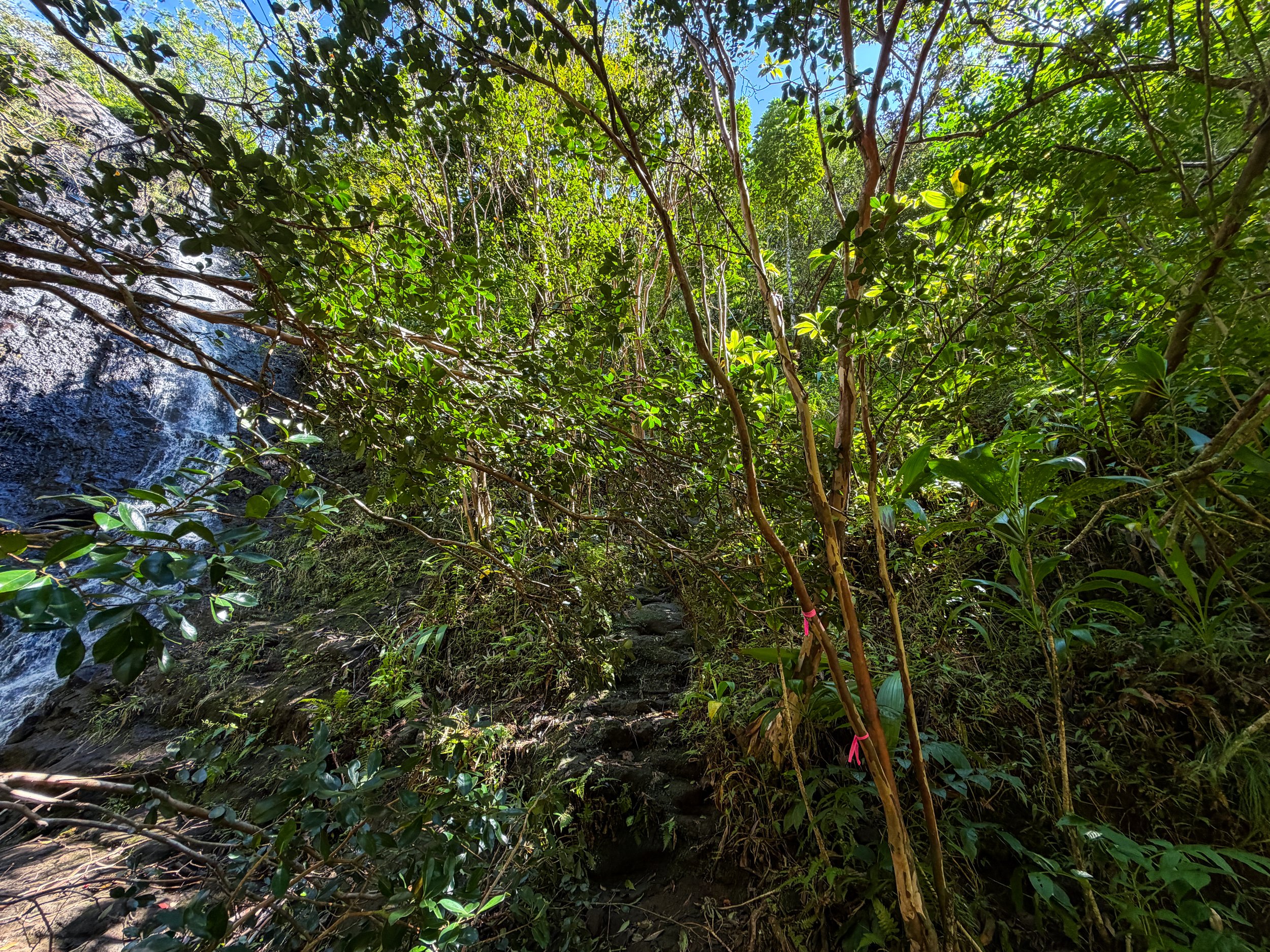 Kaau Crater Trail Ropes Oahu Hawaii