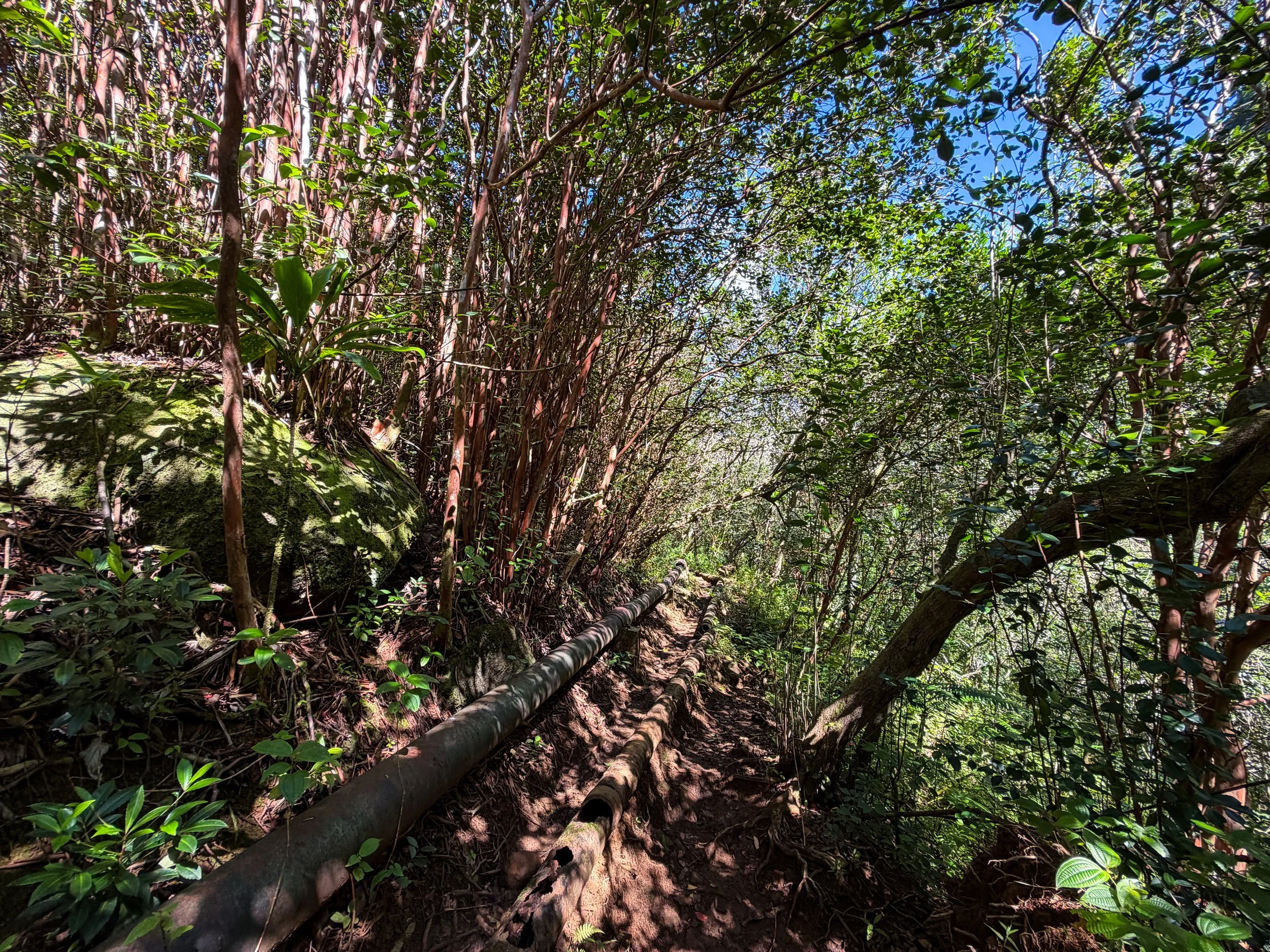 Kaau Crater Hike Oahu Hawaii