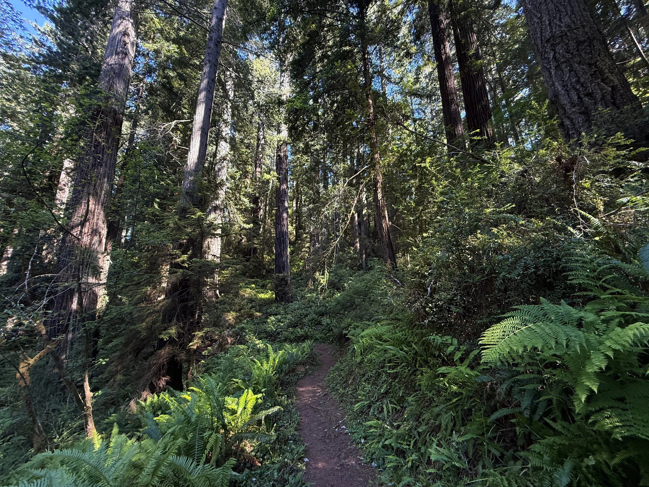 Ah Pah Interpretive Trail Prairie Creek Redwoods State Park California