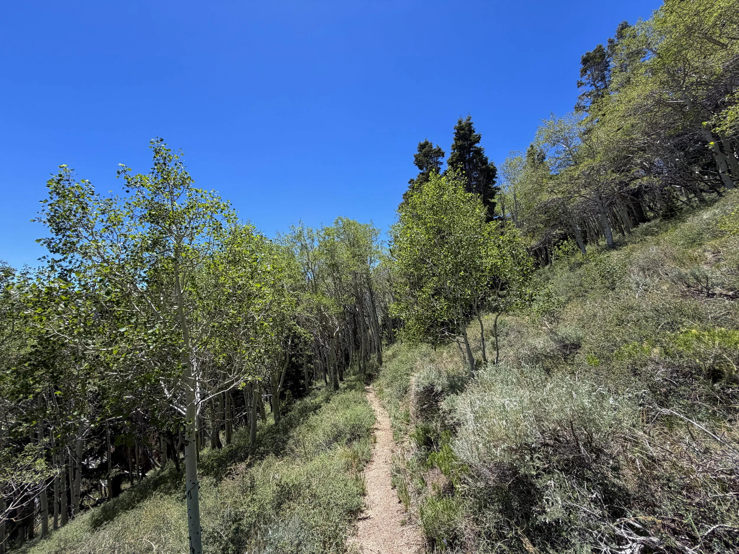 Timber Creek Trail to Johnson Lake Trail Great Basin National Park Nevada