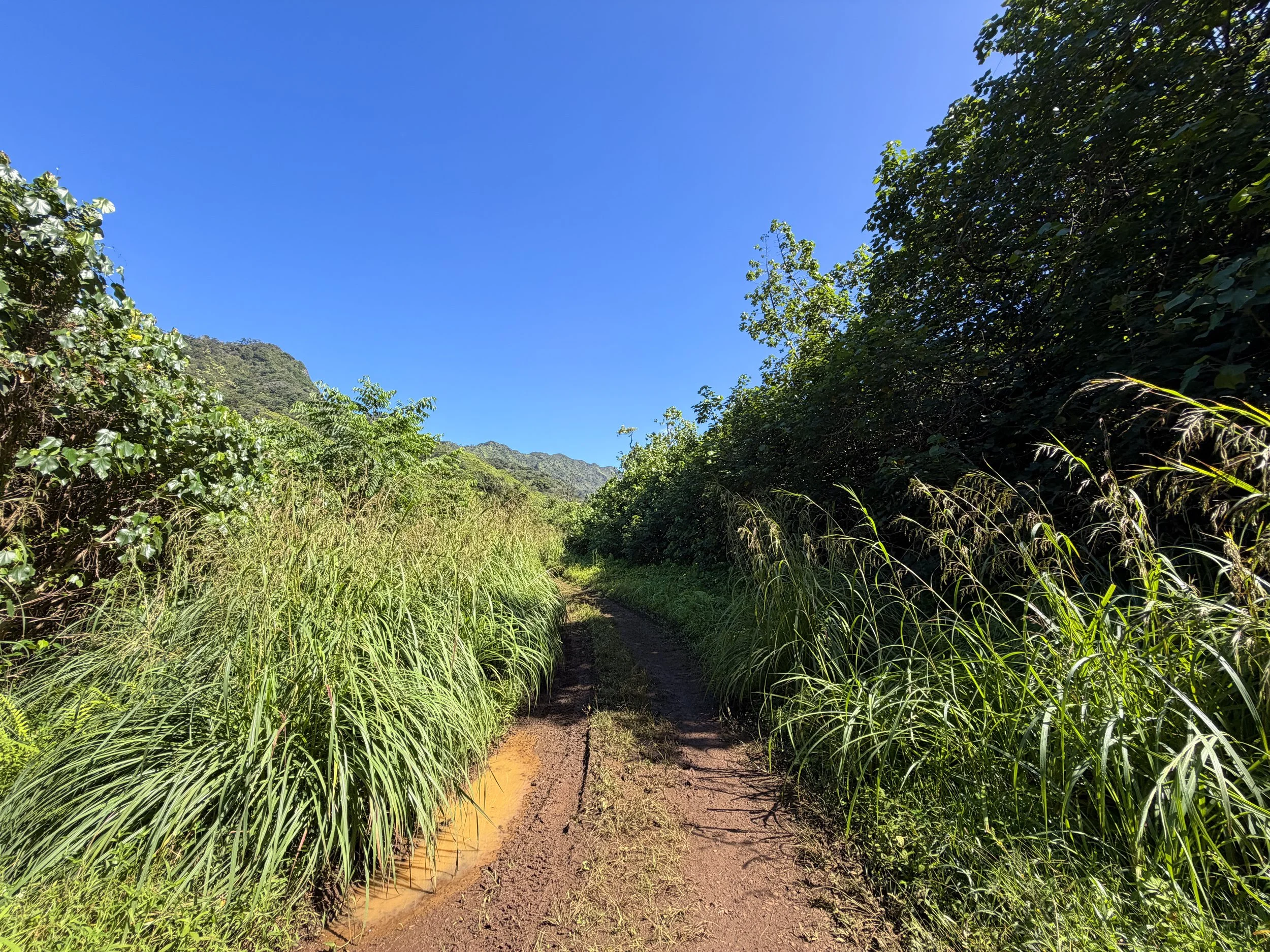 Kulanaahane Trail Oahu Hawaii