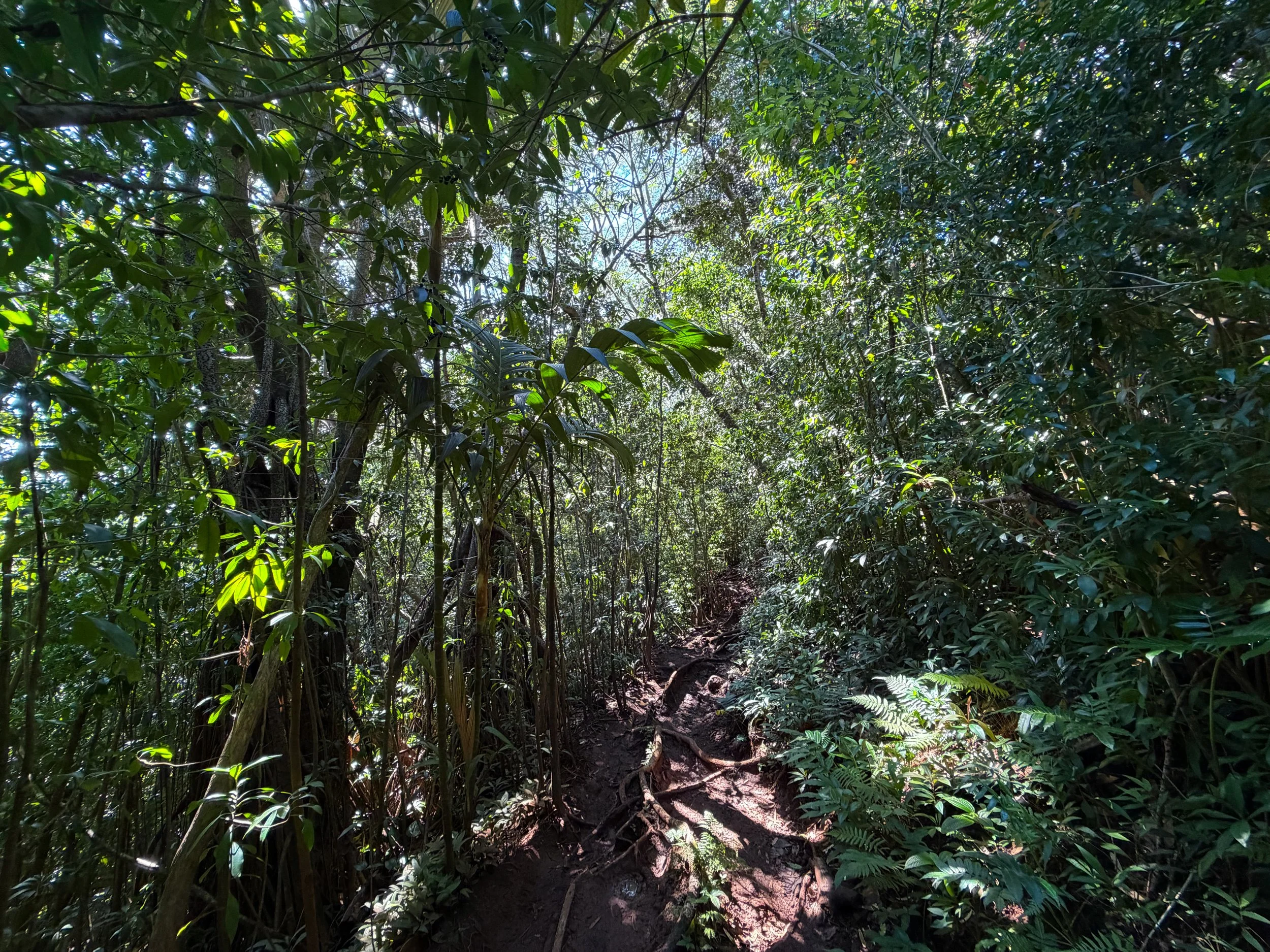 Aihualama to Pauoa Flats Trail Oahu Hawaii