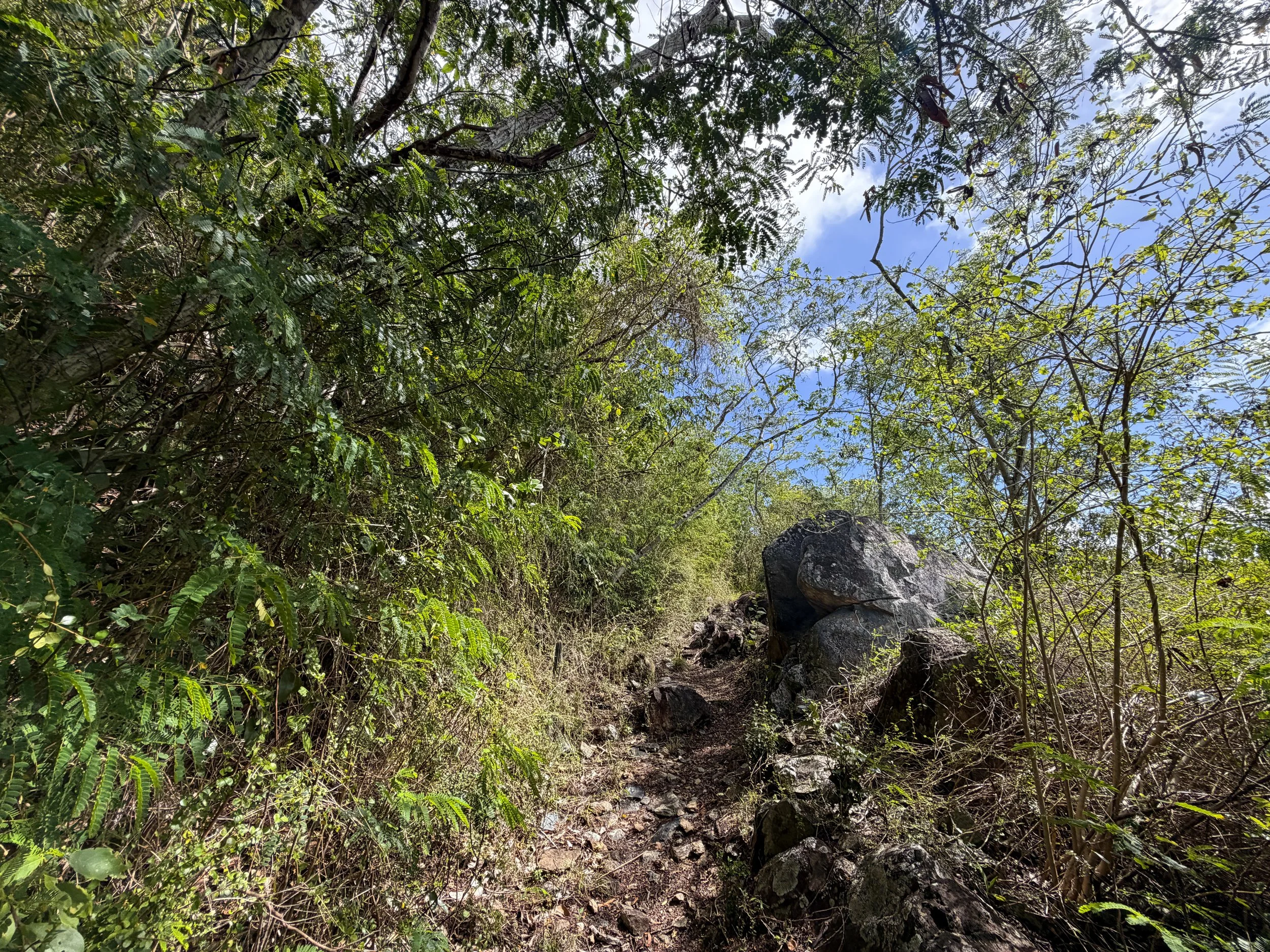 Bordeaux Mountain Hike Virgin Islands National Park