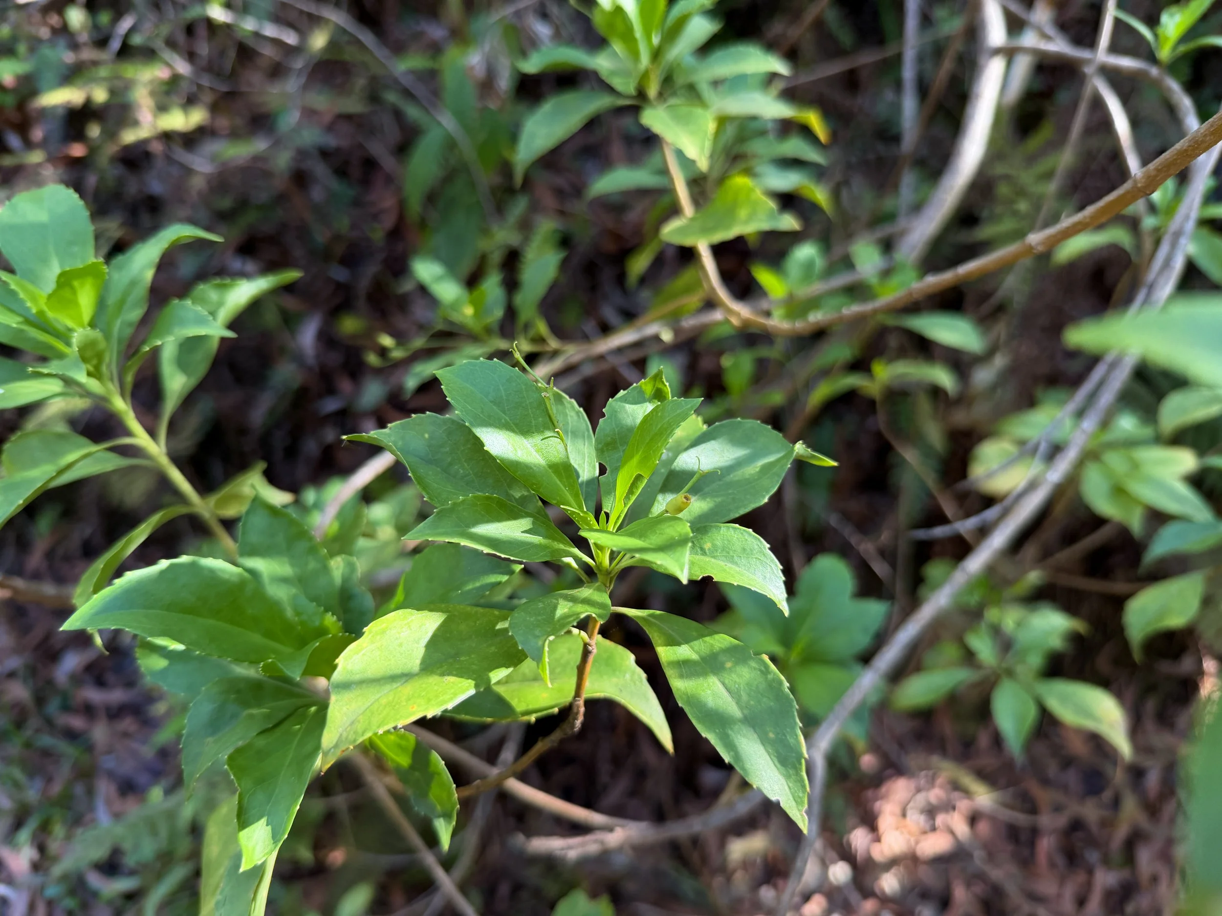 Naupaka Scaevola gaudichaudiana