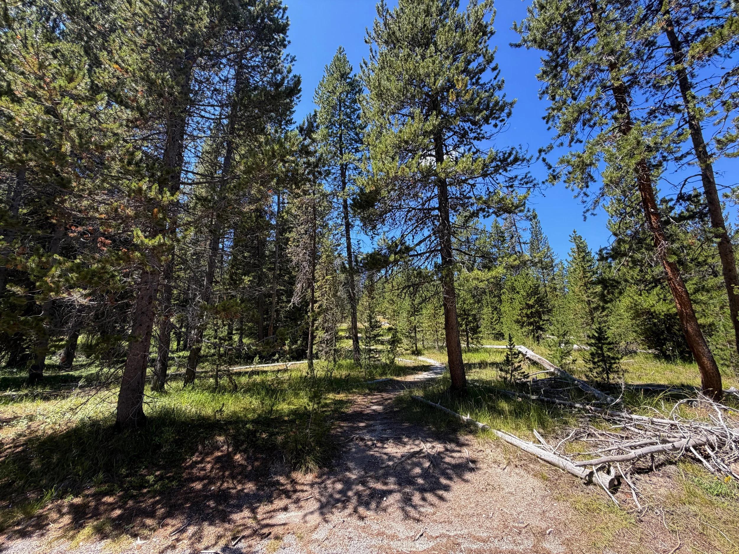 Lone Star Geyser Trail to Halfway Group Yellowstone National Park Wyoming