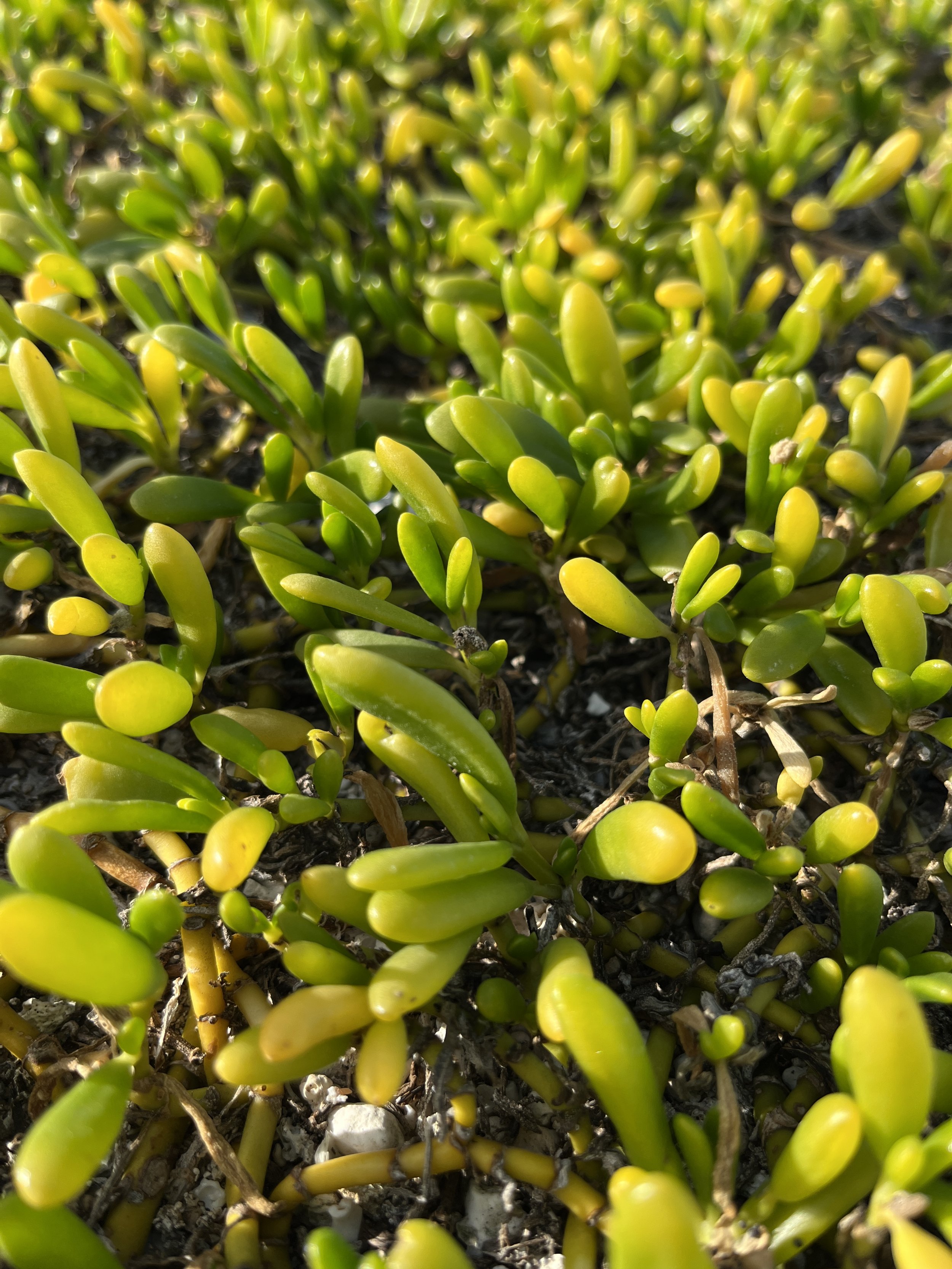 Native Hawaiian Plants: My Plant ID Guide — noahawaii
