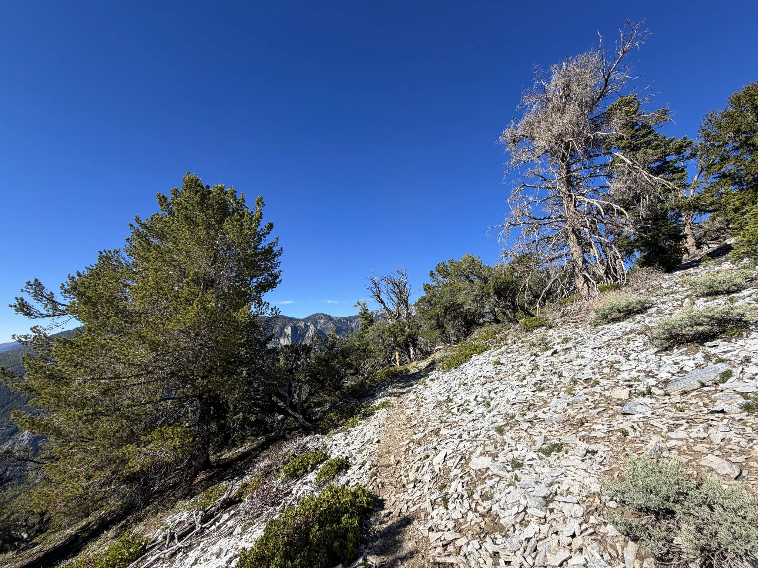 Snake Divide Trail to Magic Grove Great Basin National Park Nevada