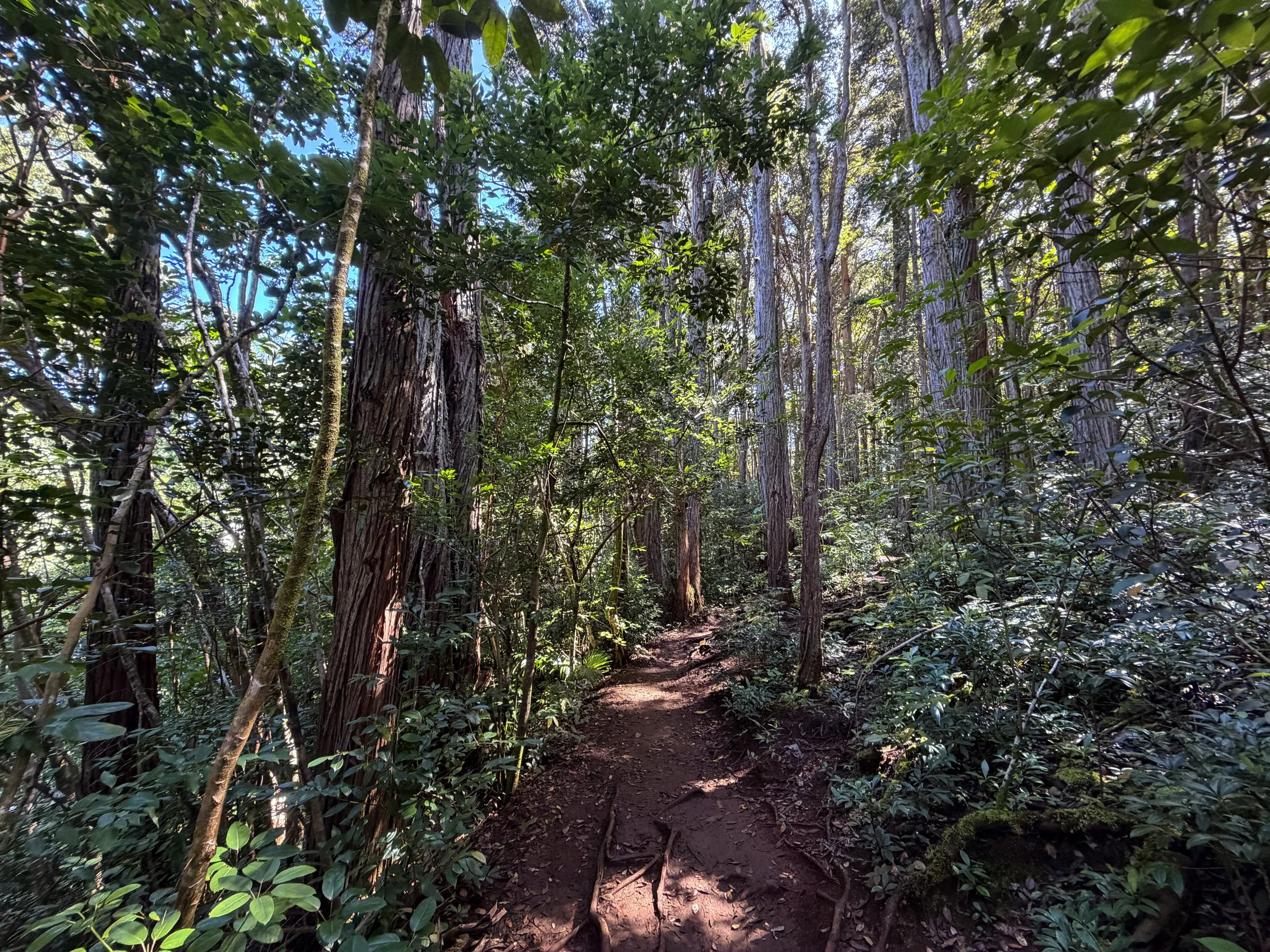 Judd Trail Oahu Hawaii