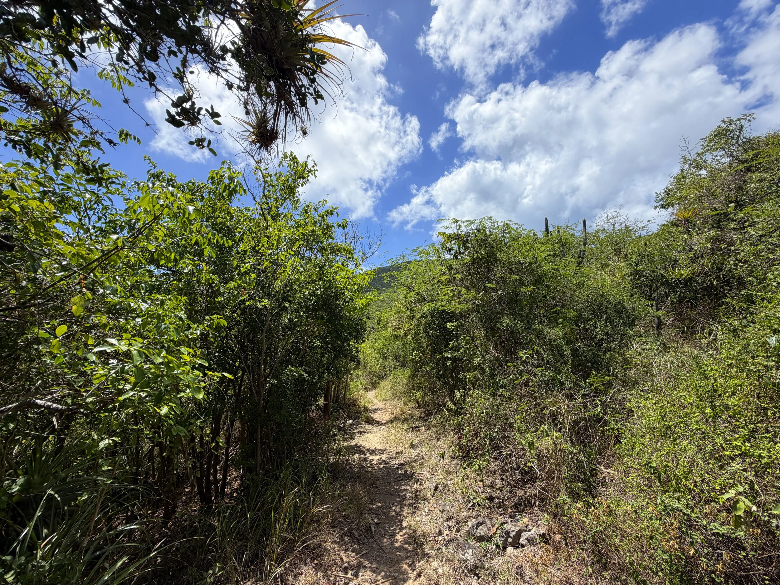 LEsperance Trail to Genti Bay Virgin Islands National Park