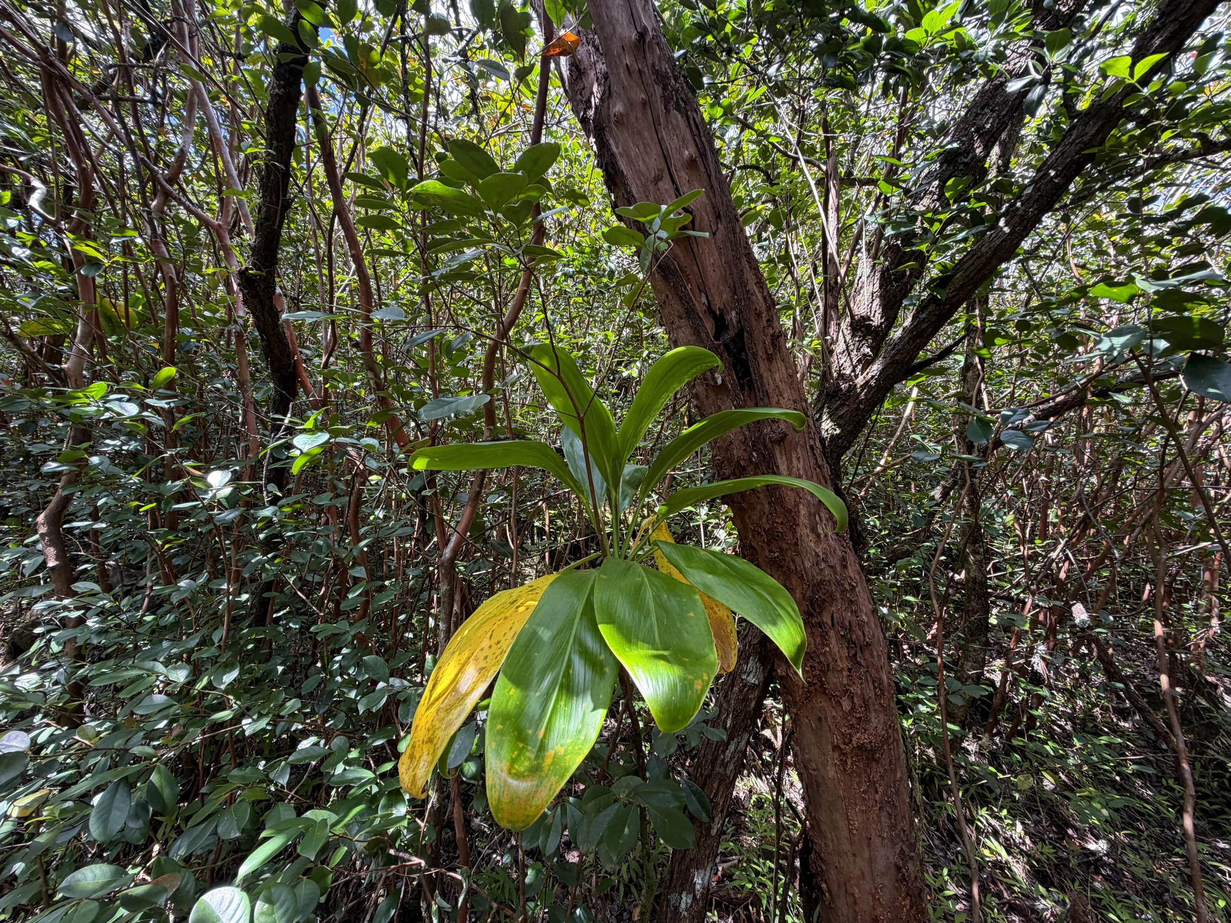 Ti Cordyline fruticosa