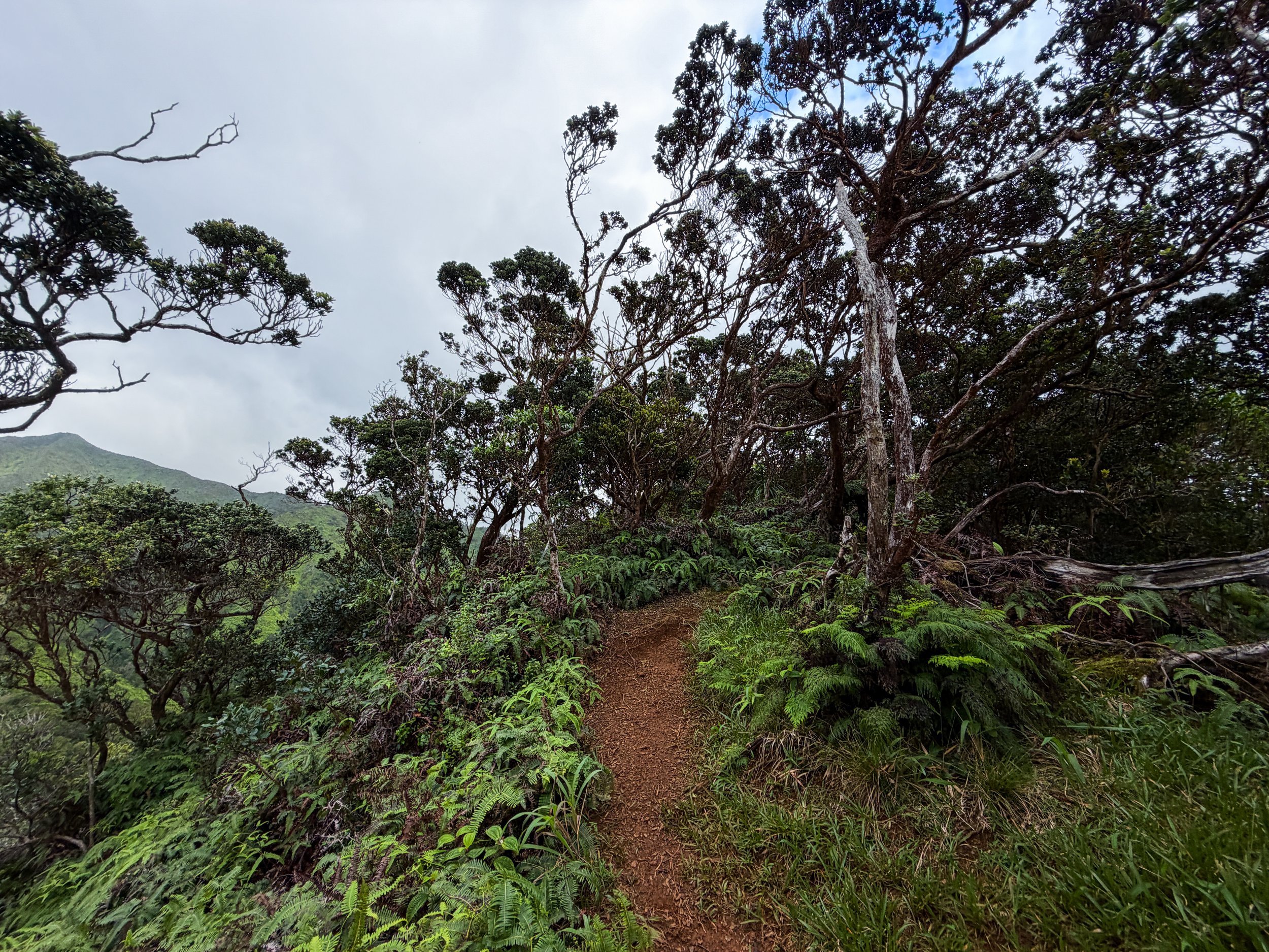 Kaau Crater Trail Oahu Hawaii