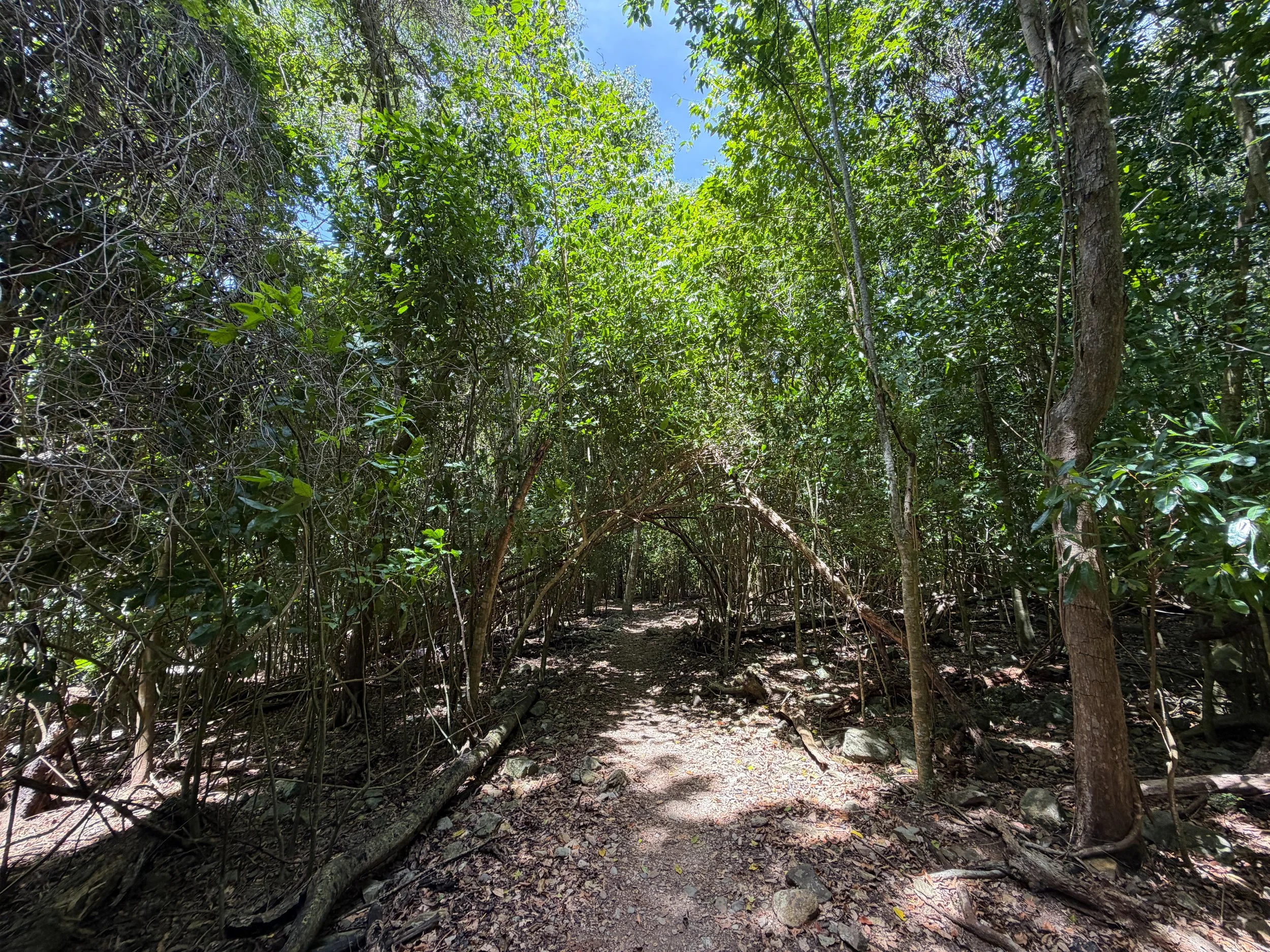 Petroglyph Trail Virgin Islands National Park
