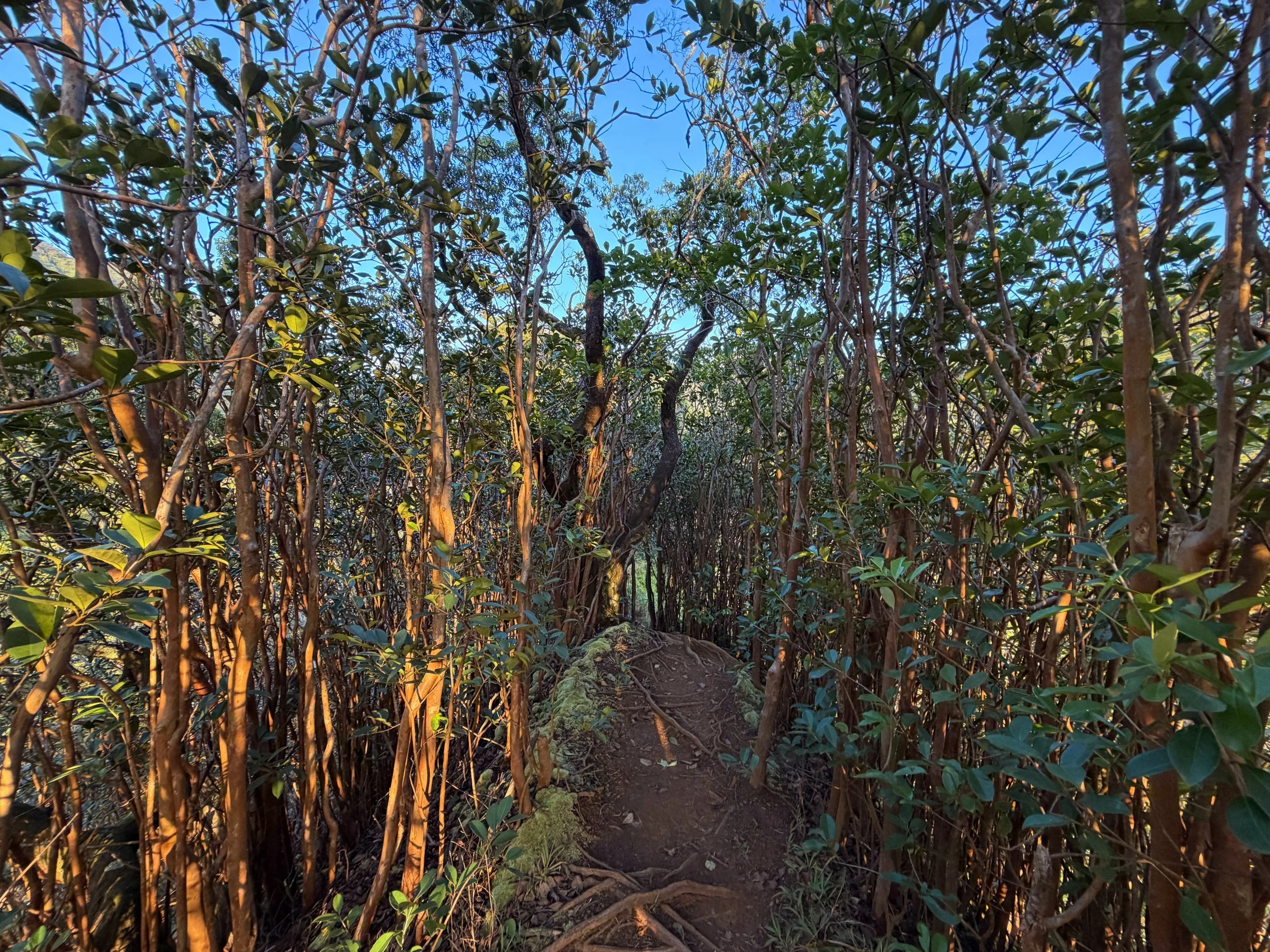 Moanalua Middle Ridge Trail Oahu Hawaii