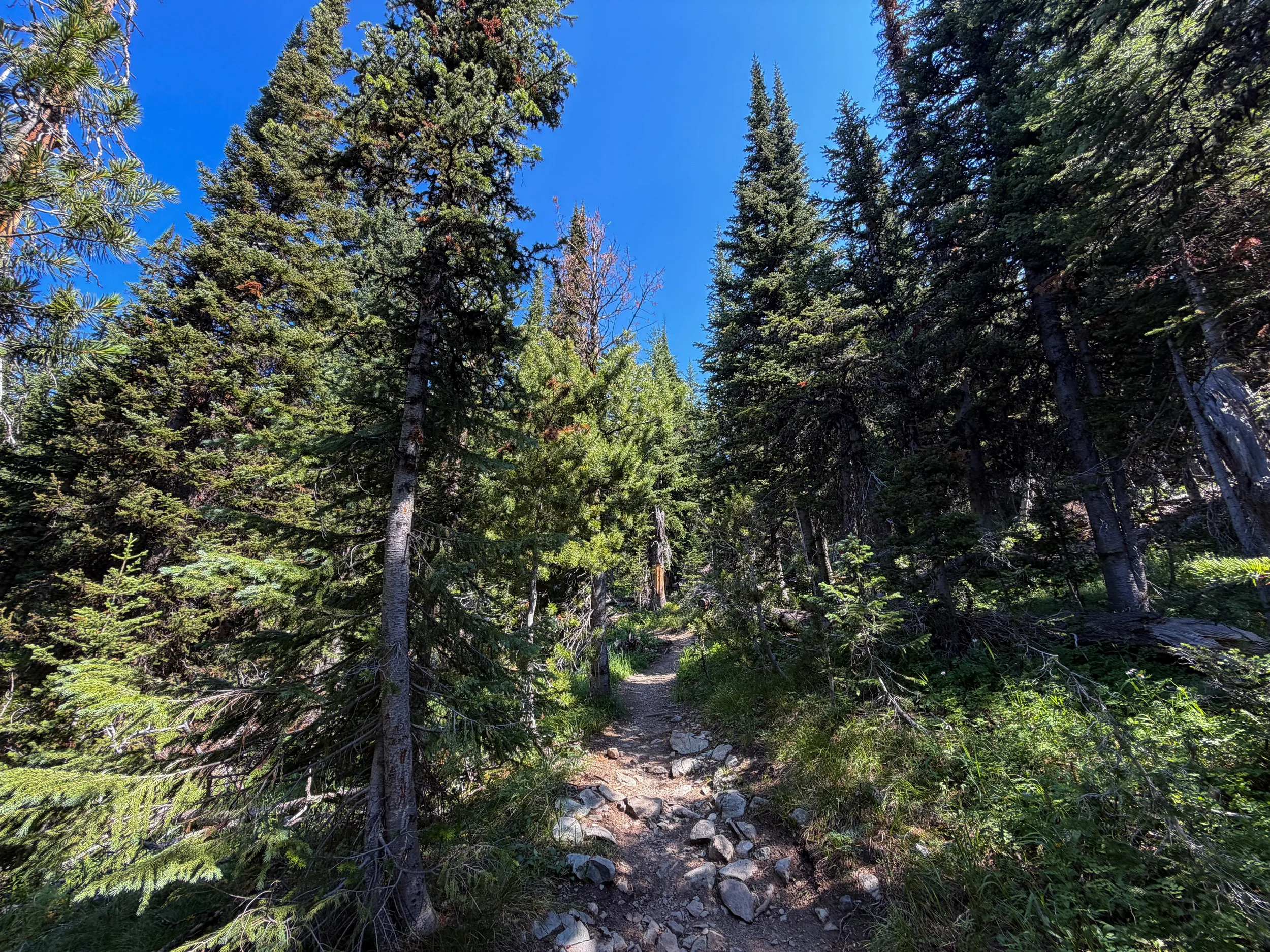 Avalanche Peak Trail Yellowstone National Park Wyoming