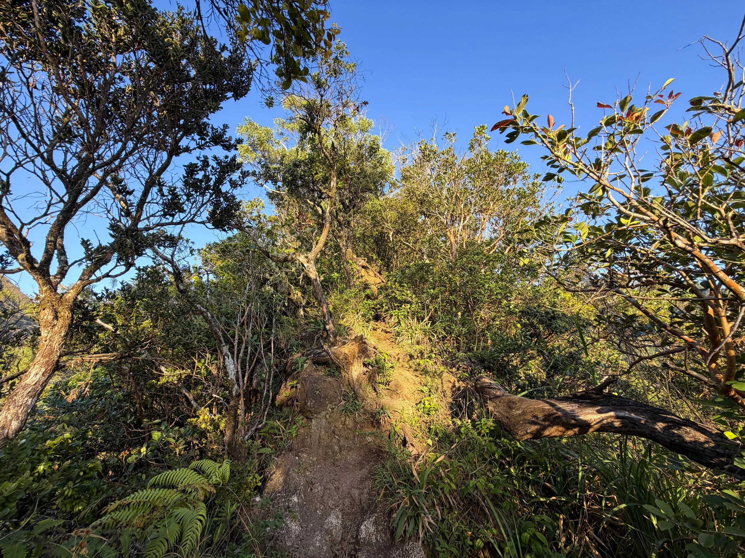 Back Way to Stairway to Heaven Moanalua Middle Ridge Trail Oahu Hawaii