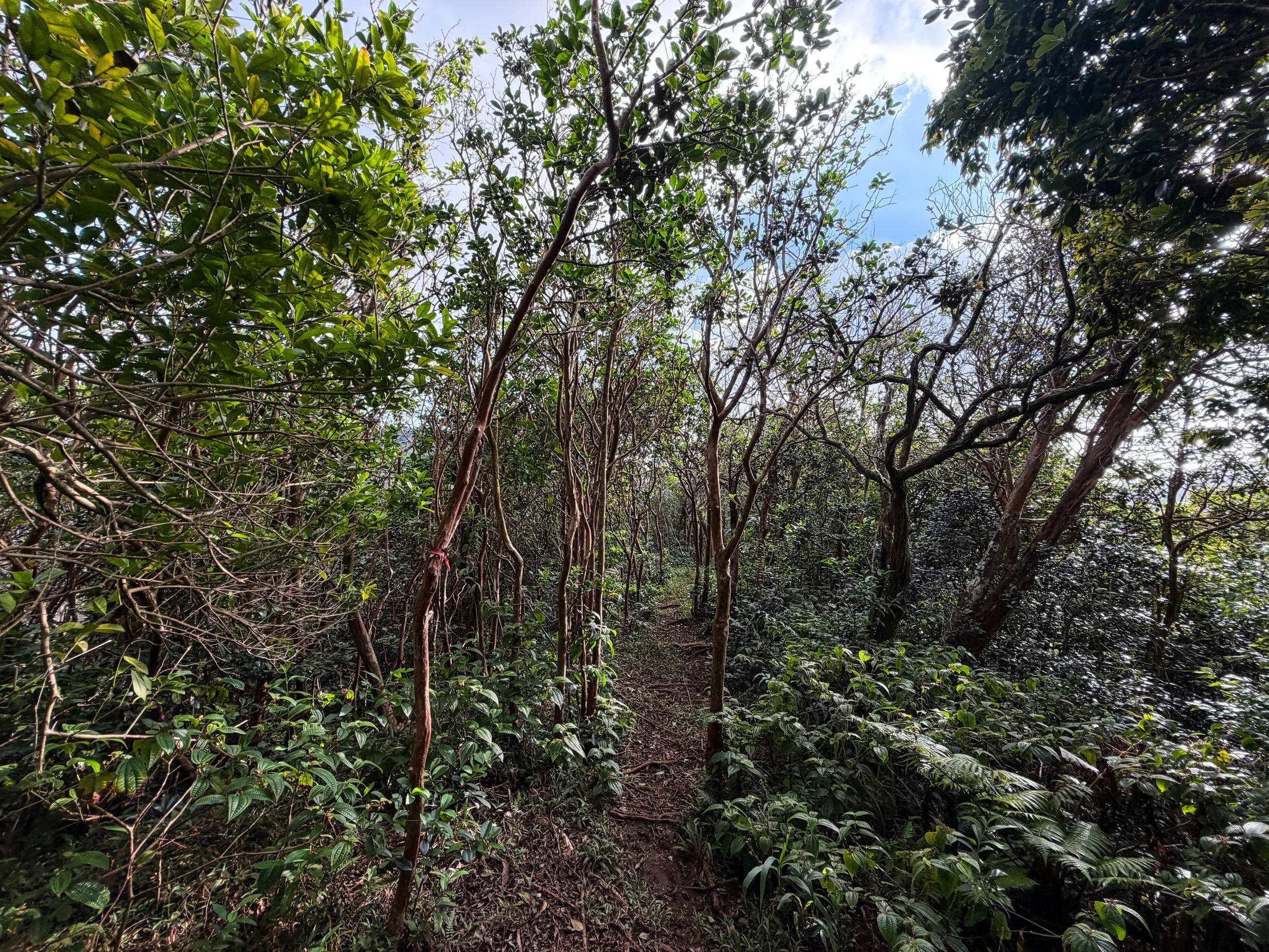 Kaau Crater Trail Oahu Hawaii