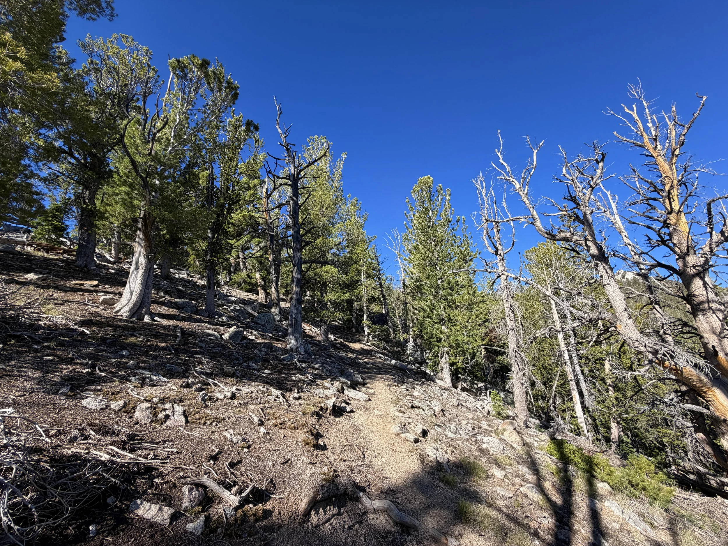 Snake Divide Trail to Mount Washington Great Basin National Park Nevada