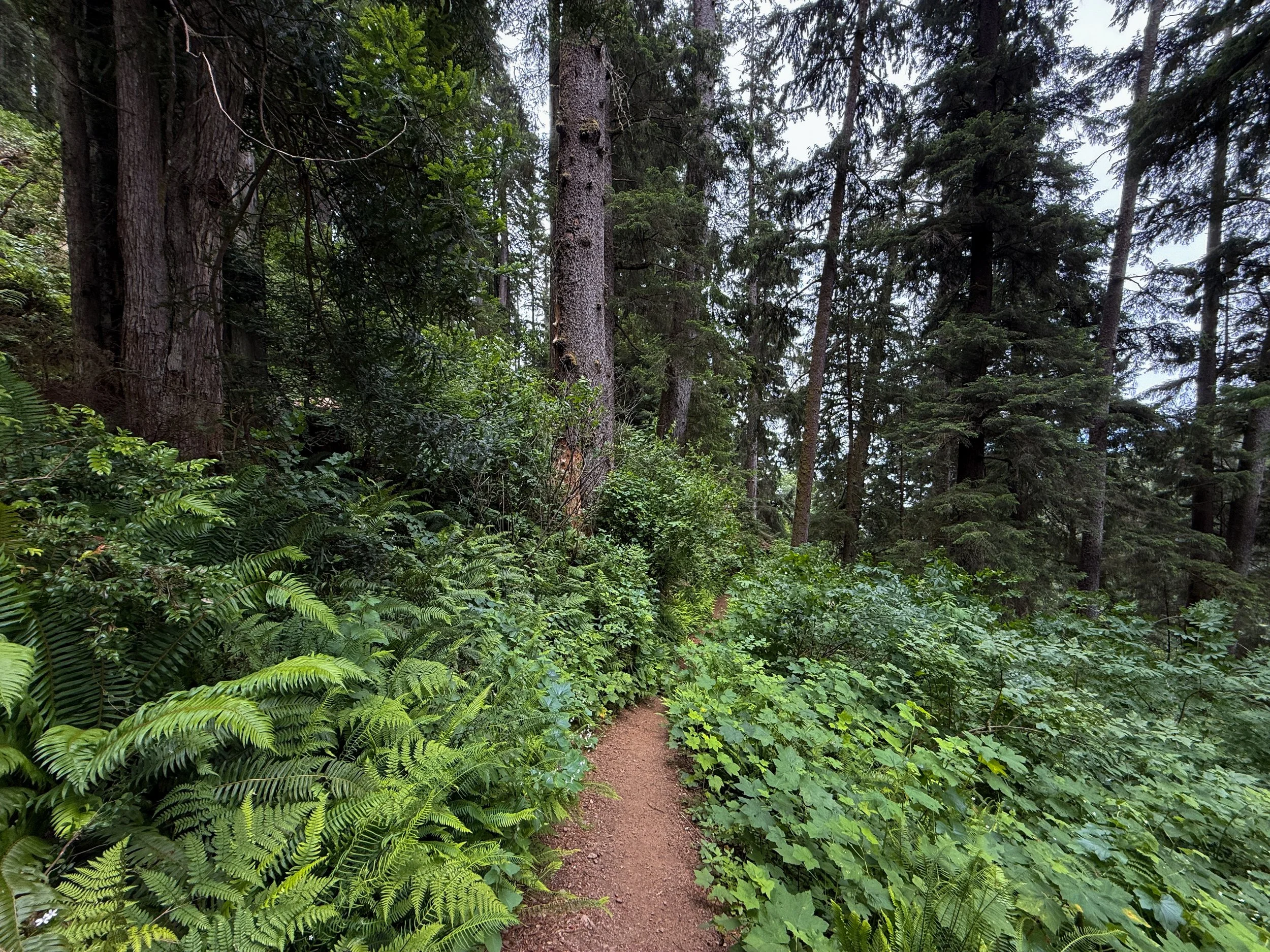 Damnation Creek Trail Del Norte Coast Redwoods State Park California