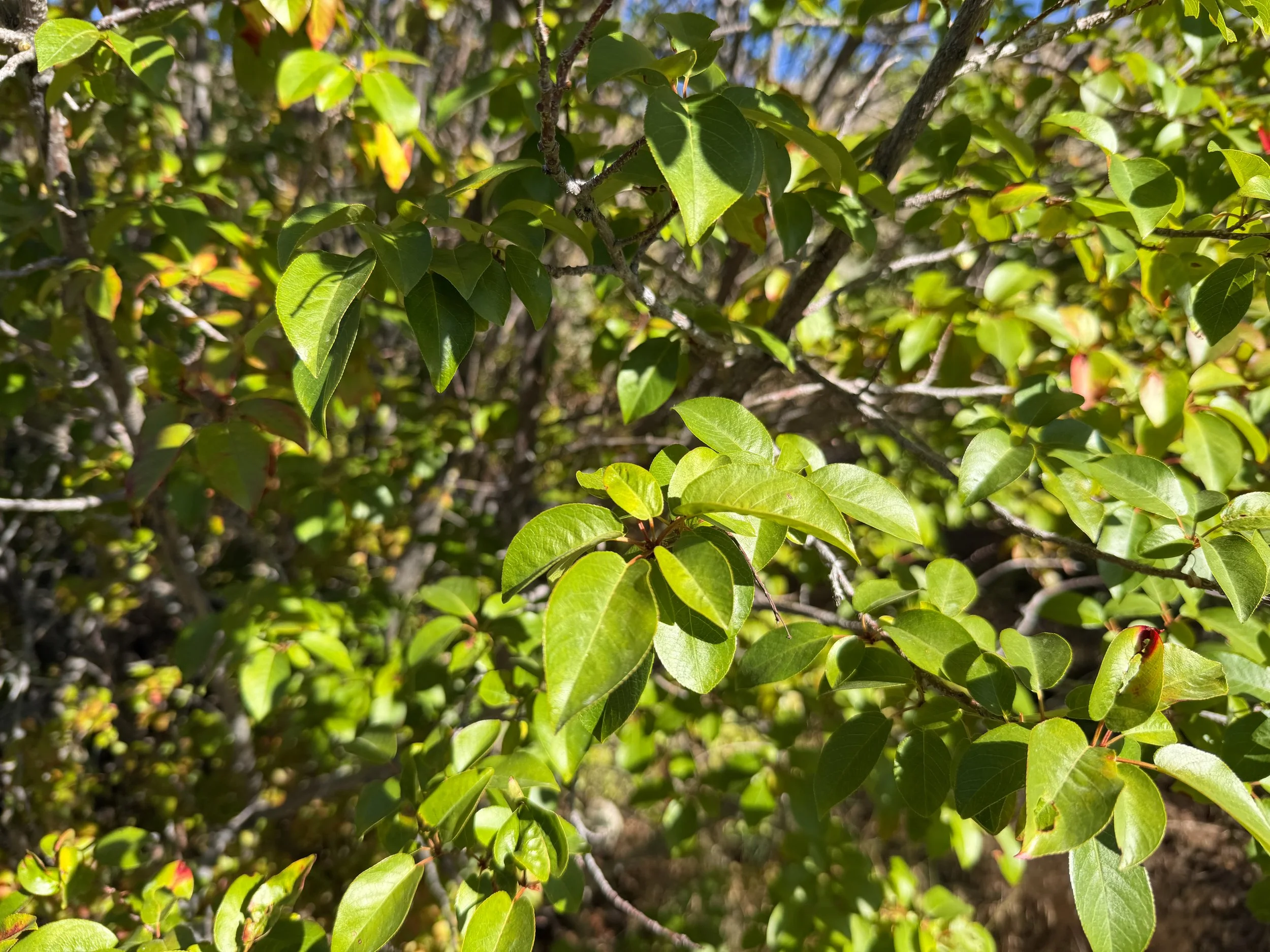 Chokecherry Prunus virginiana