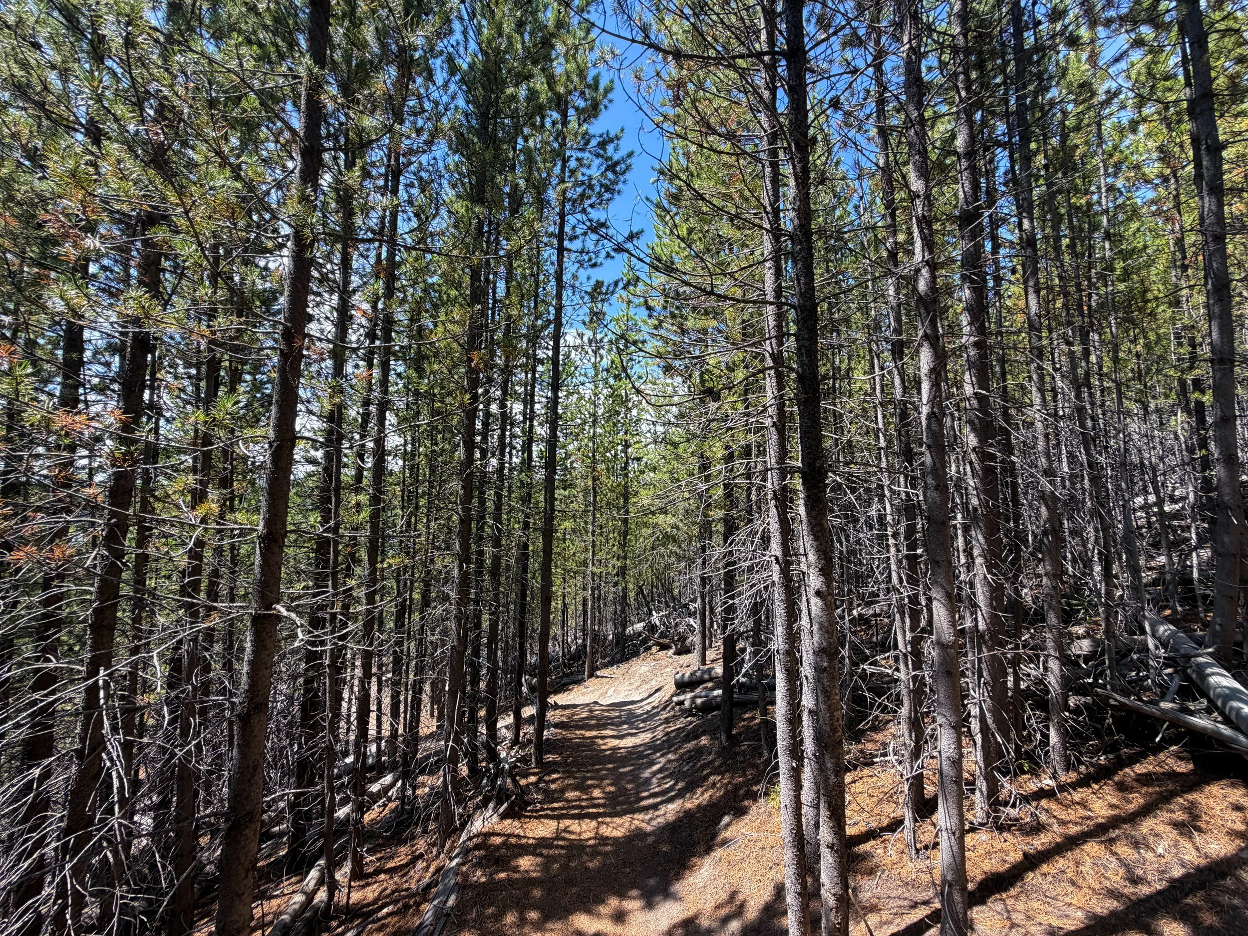 Duck Lake Trail Yellowstone National Park Wyoming