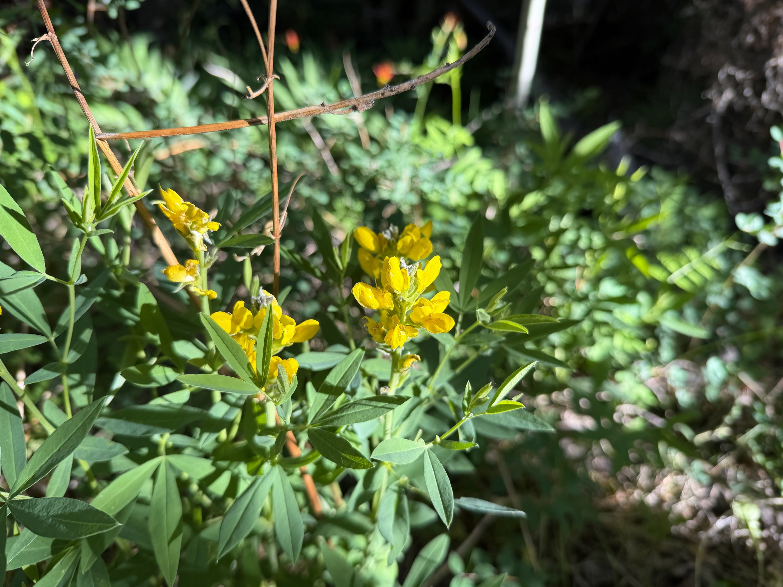 Mountain Goldenbean Thermopsis montana